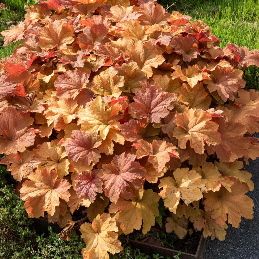 Bakker Heuchère Caramel plante vivace pot 9cm caramel