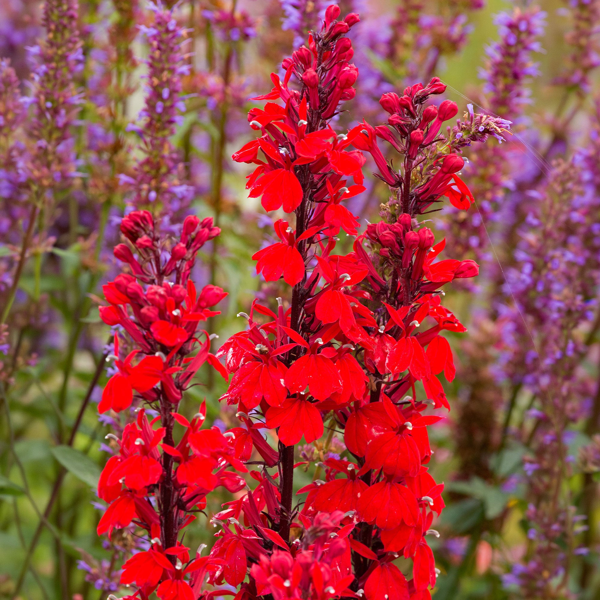 Bakker Plantes vivaces Lobelia Queen Victoria vivace pot 9cm rouge