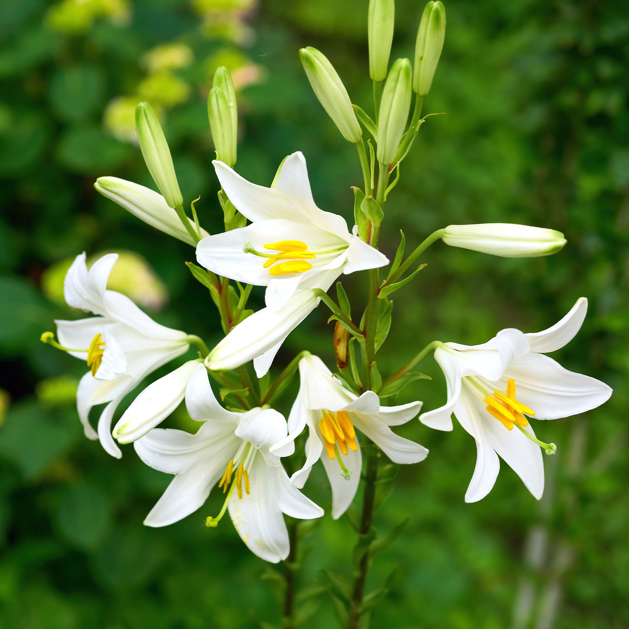 Bakker Lis de la Madone Lilium candidum bulbe sachet 2 blanc