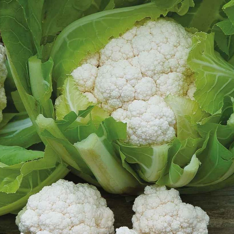 Bakker Chou-fleur Walcheren Winter 5 graines sachet 0,75 g