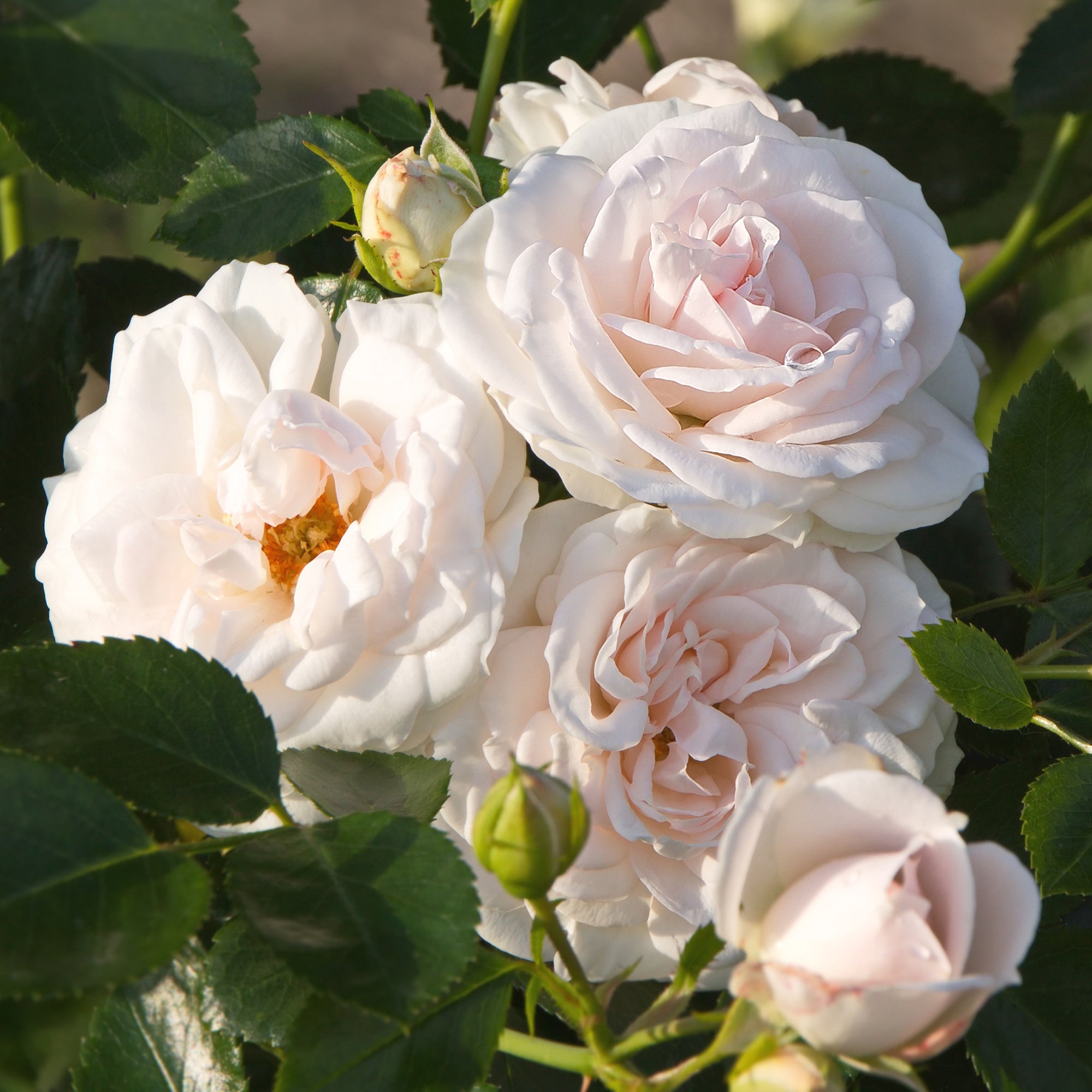 Bakker Rosier Aspirin Rose fleur blanche pot 3L 15-40cm