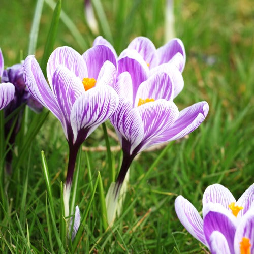 Bakker Crocus Pick Wick bulbe violet 15 bulbes février