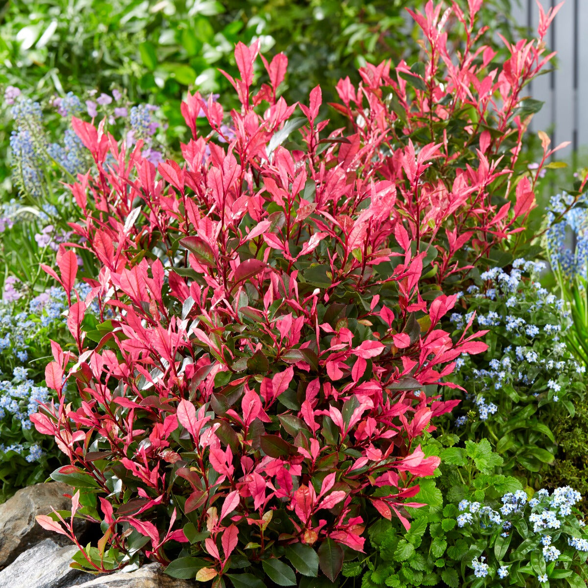 Bakker Photinia Little Fenna arbuste pot 4L nain rouge