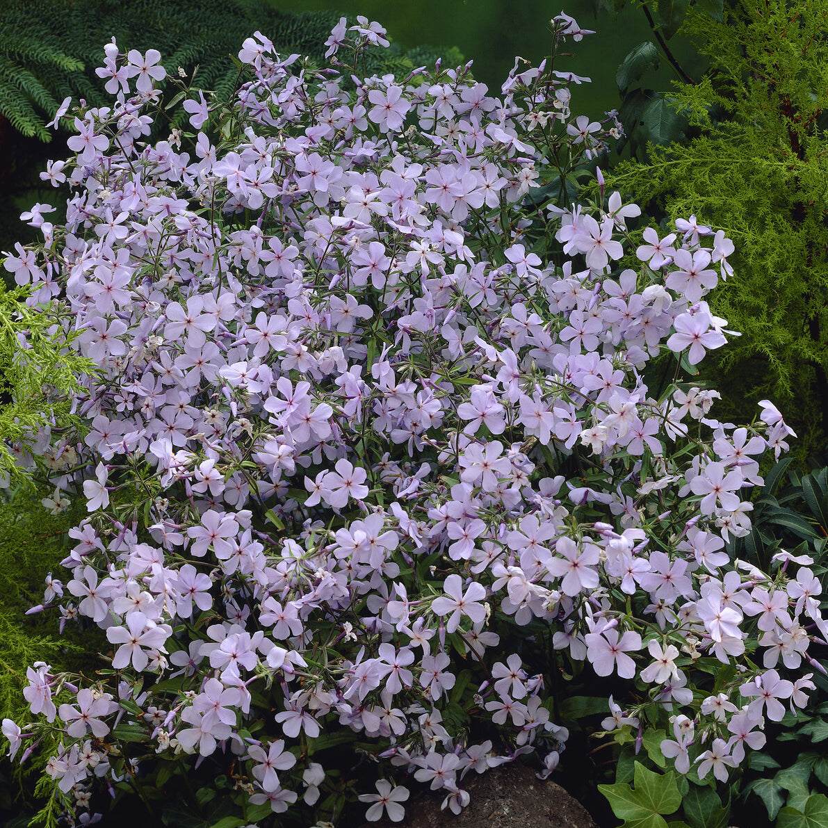 Bakker Phlox divaricata Clouds of Perfume vivace pot 9cm parfumé