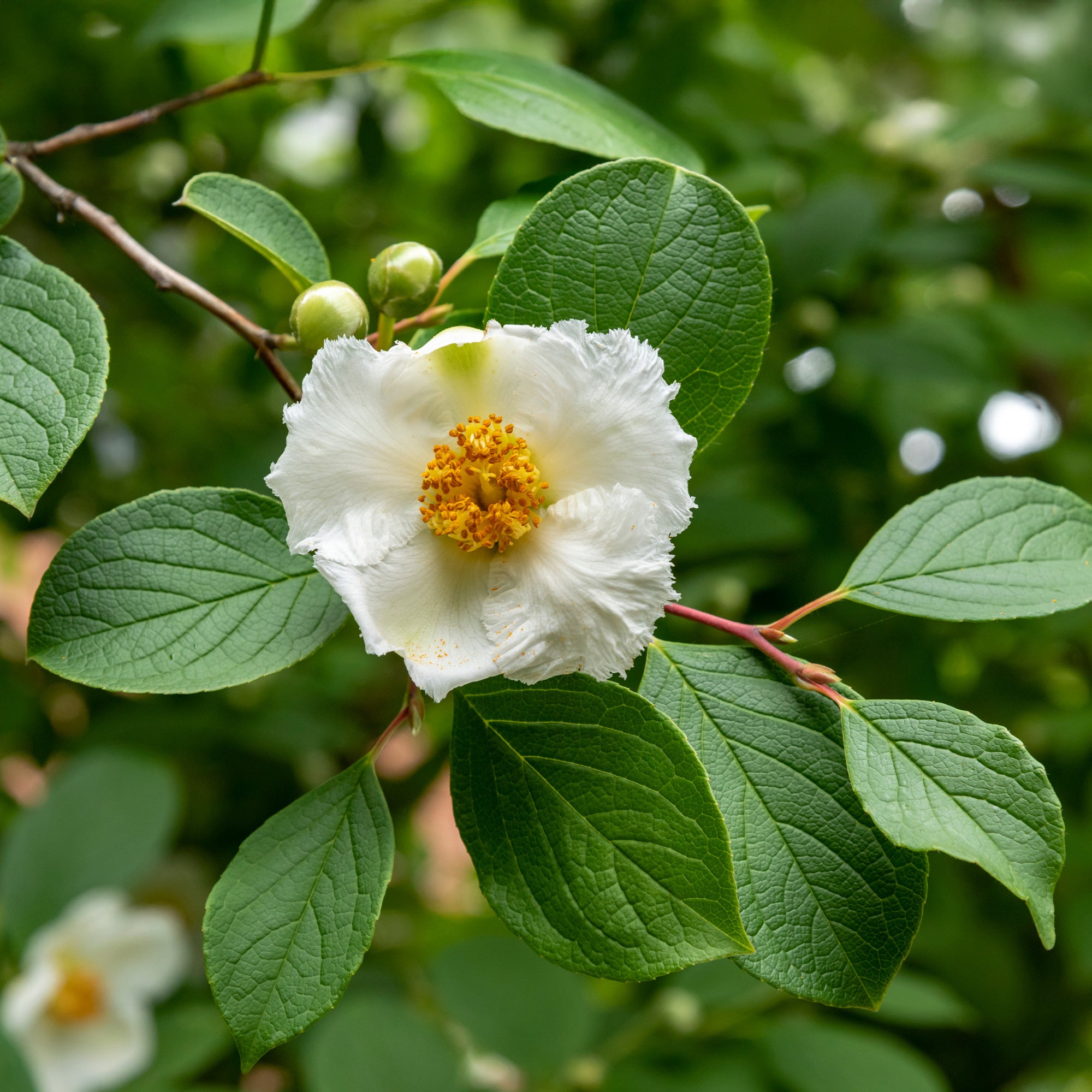 Bakker Stewartia arbre fleurs blanches pot 3L 60-70cm