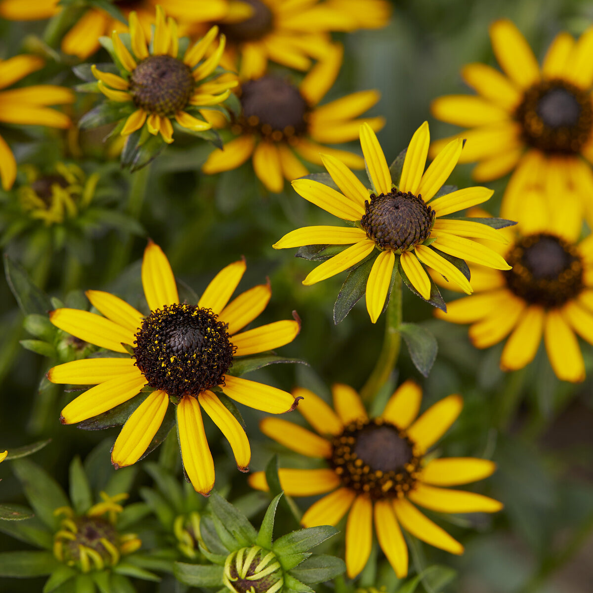 Bakker Rudbeckia Little Goldstar vivace pot 9cm jaune