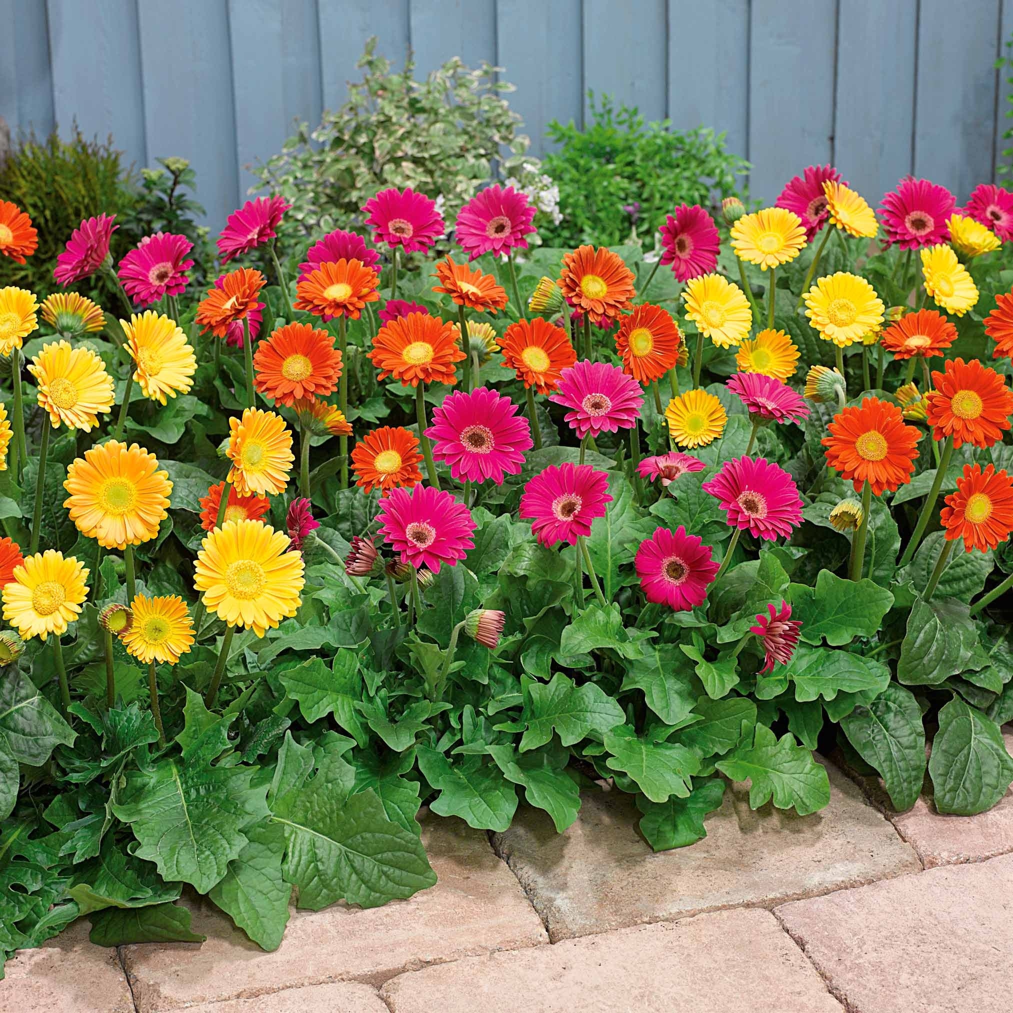 Bakker Terrasse Garvineas trio 3 pots gerbera vivace tricolore