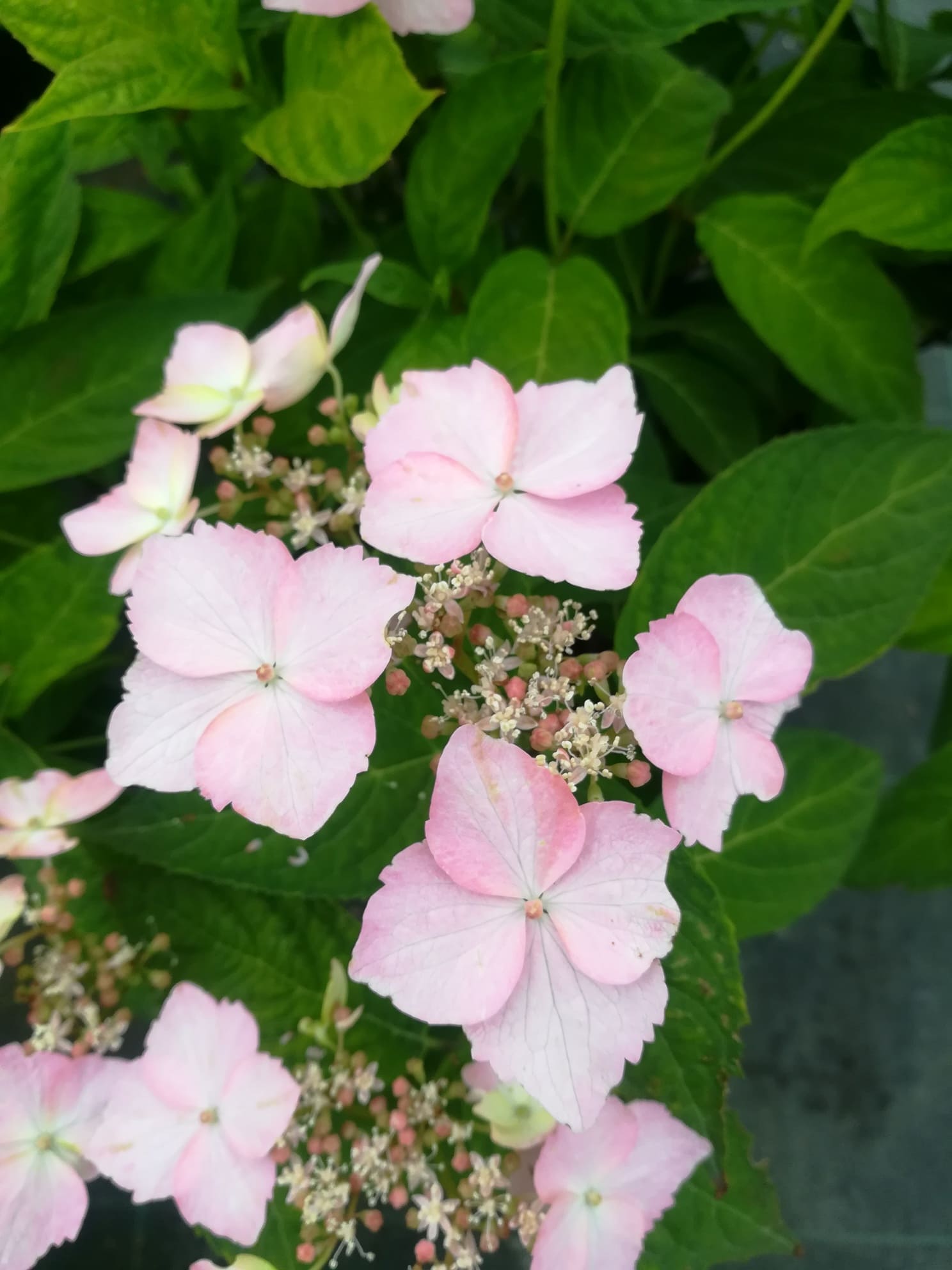Les Hortensias du Haut Bois Diadem hortensia serrata dentelé