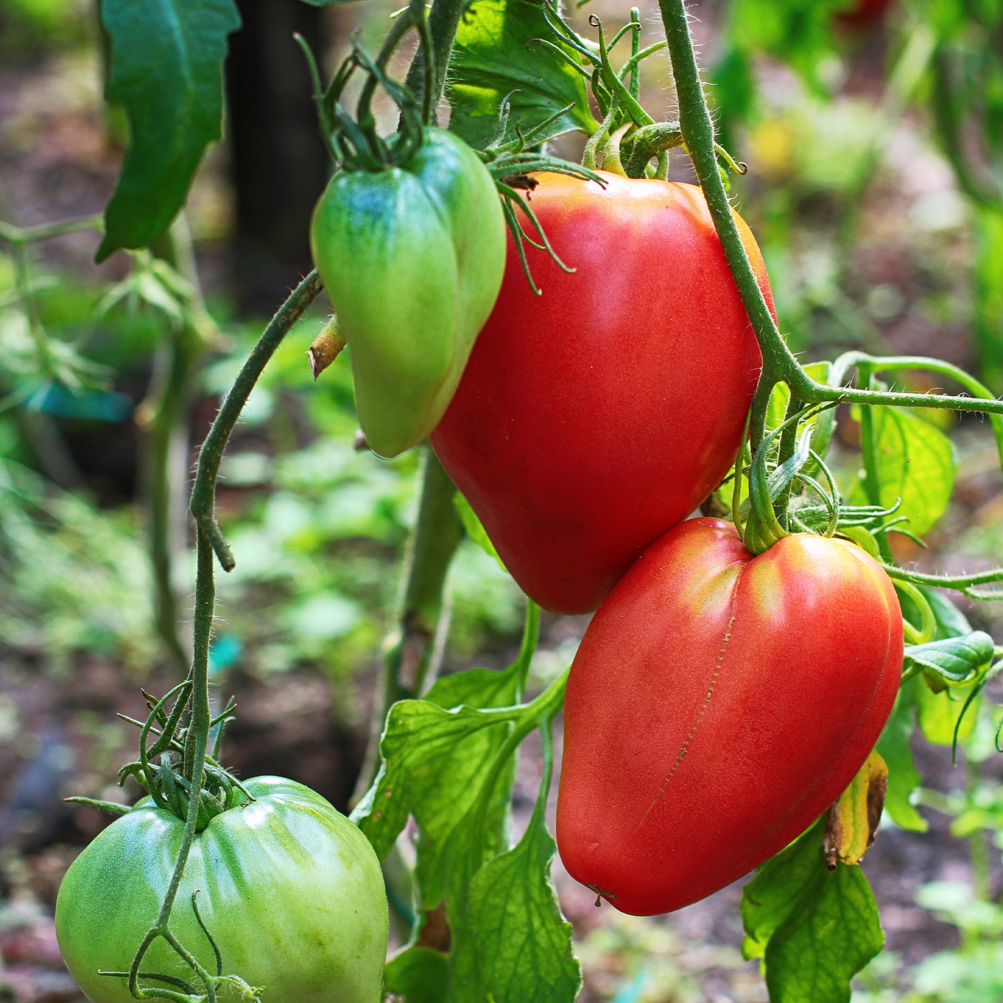 Bakker Tomate Coeur de Boeuf charnue sachet 1.5g 450 graines potager