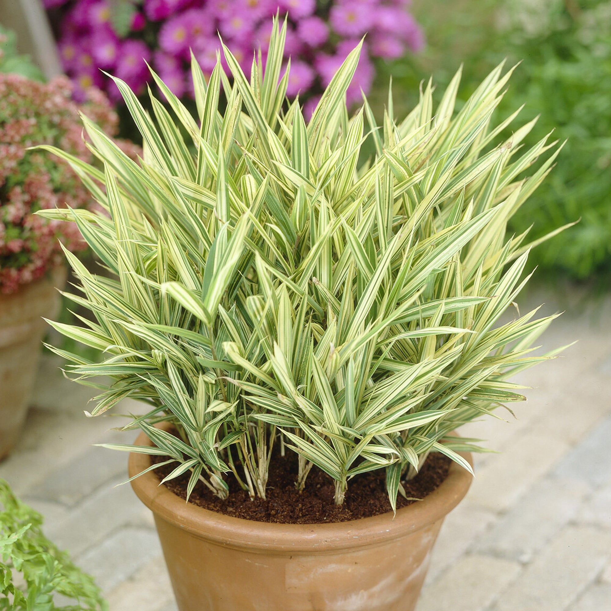 Bakker Bambou nain panaché pot 3L 10-30cm persistant