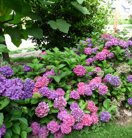 Les Hortensias du Haut Bois Vorster Frührot hortensia boule godet