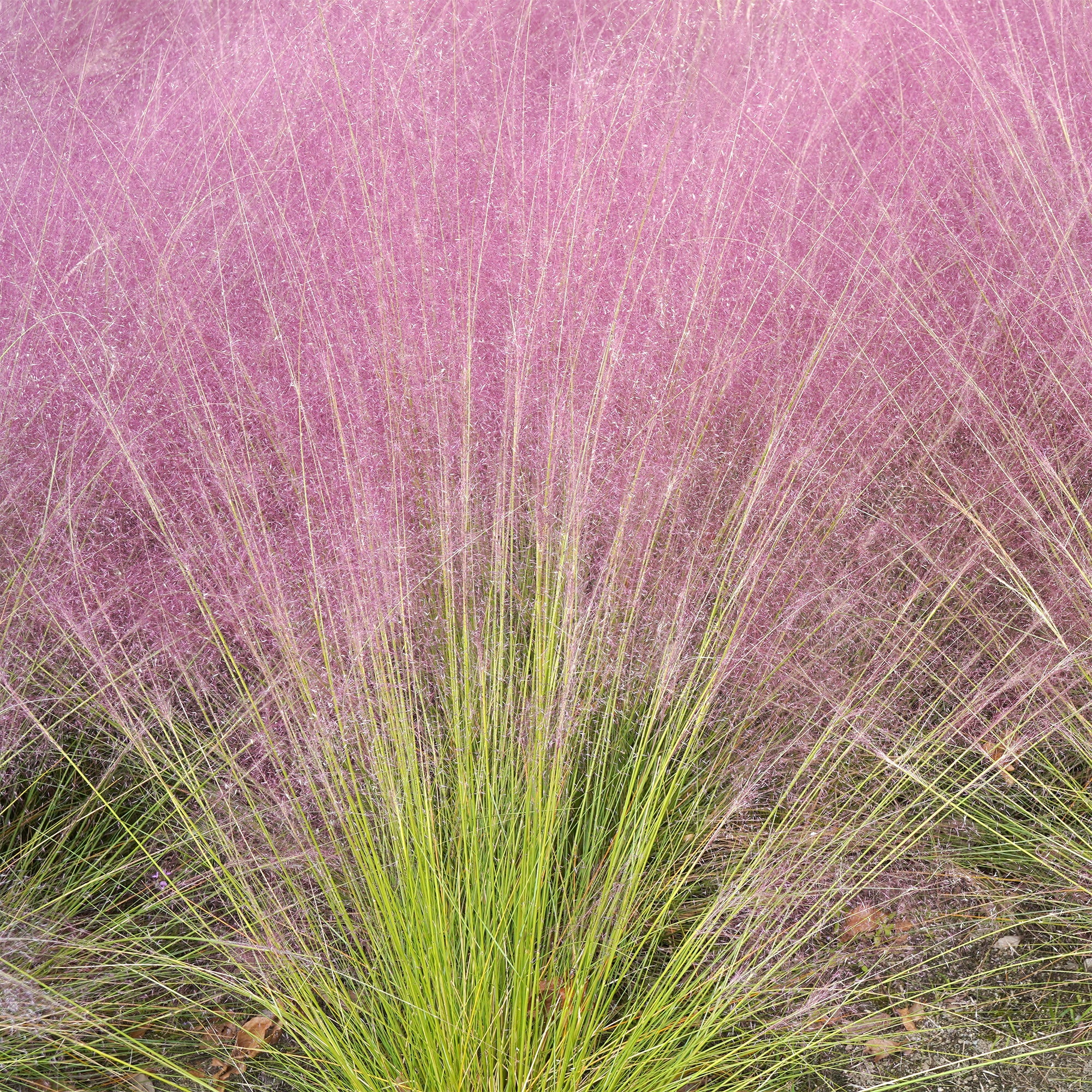 Bakker Muhlenbergia herbe aux épis roses 2 pots 9cm