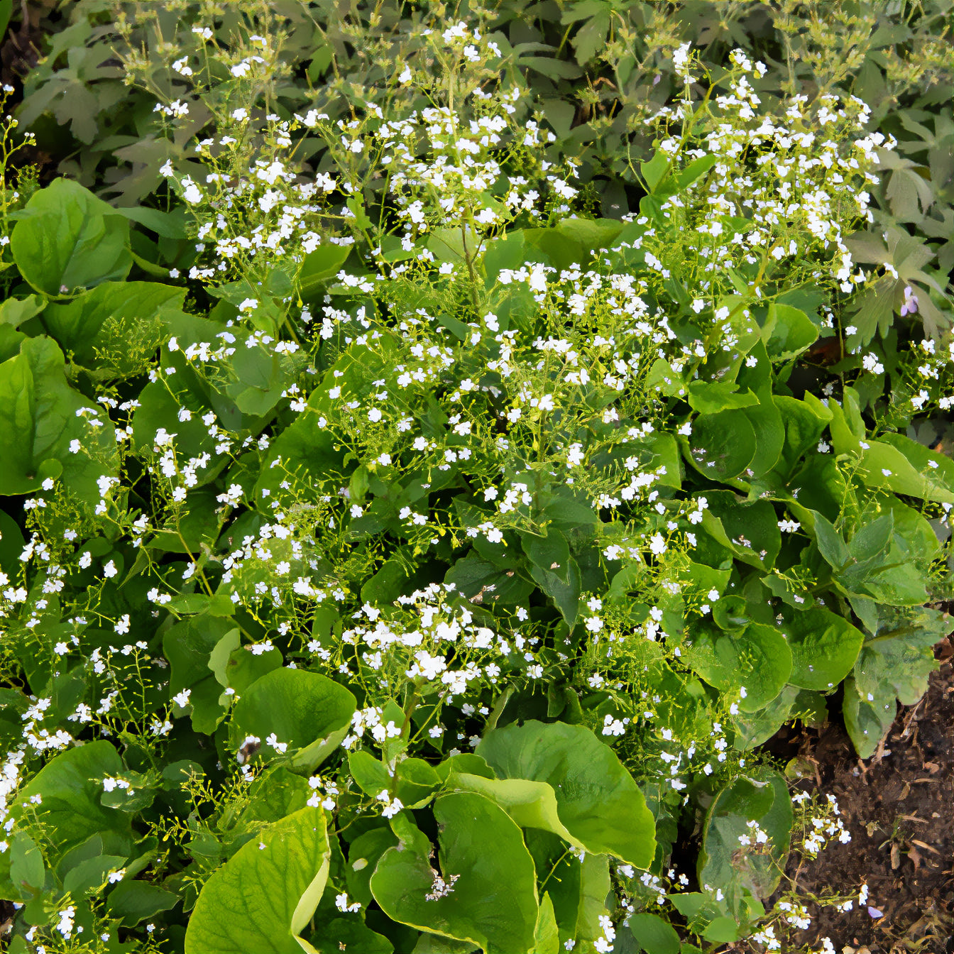 Bakker Myosotis Betty Bowring vivace pot 9cm fleurs blanches