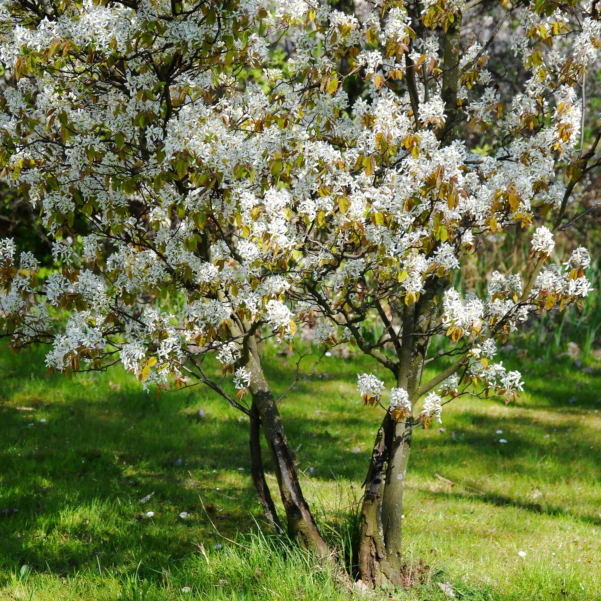 Bakker Amélanchier de Lamarck arbuste pot 2L fleur blanche