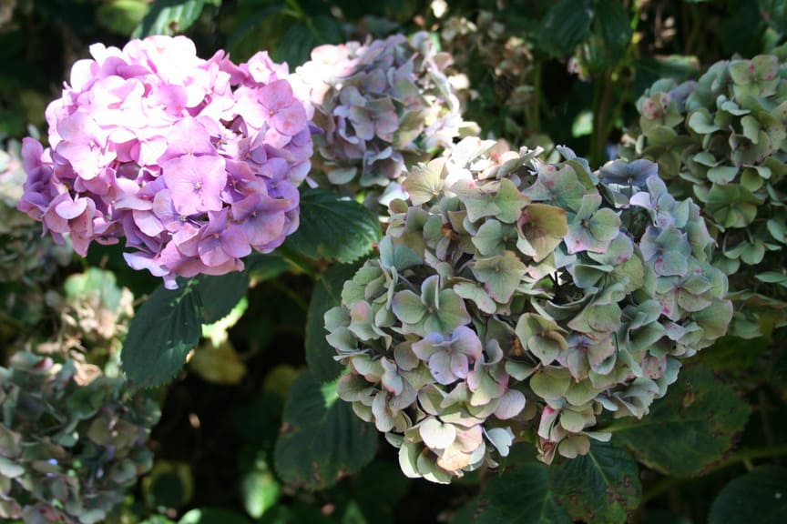 Königin Wilhelmina hortensia macrophylla godet rond