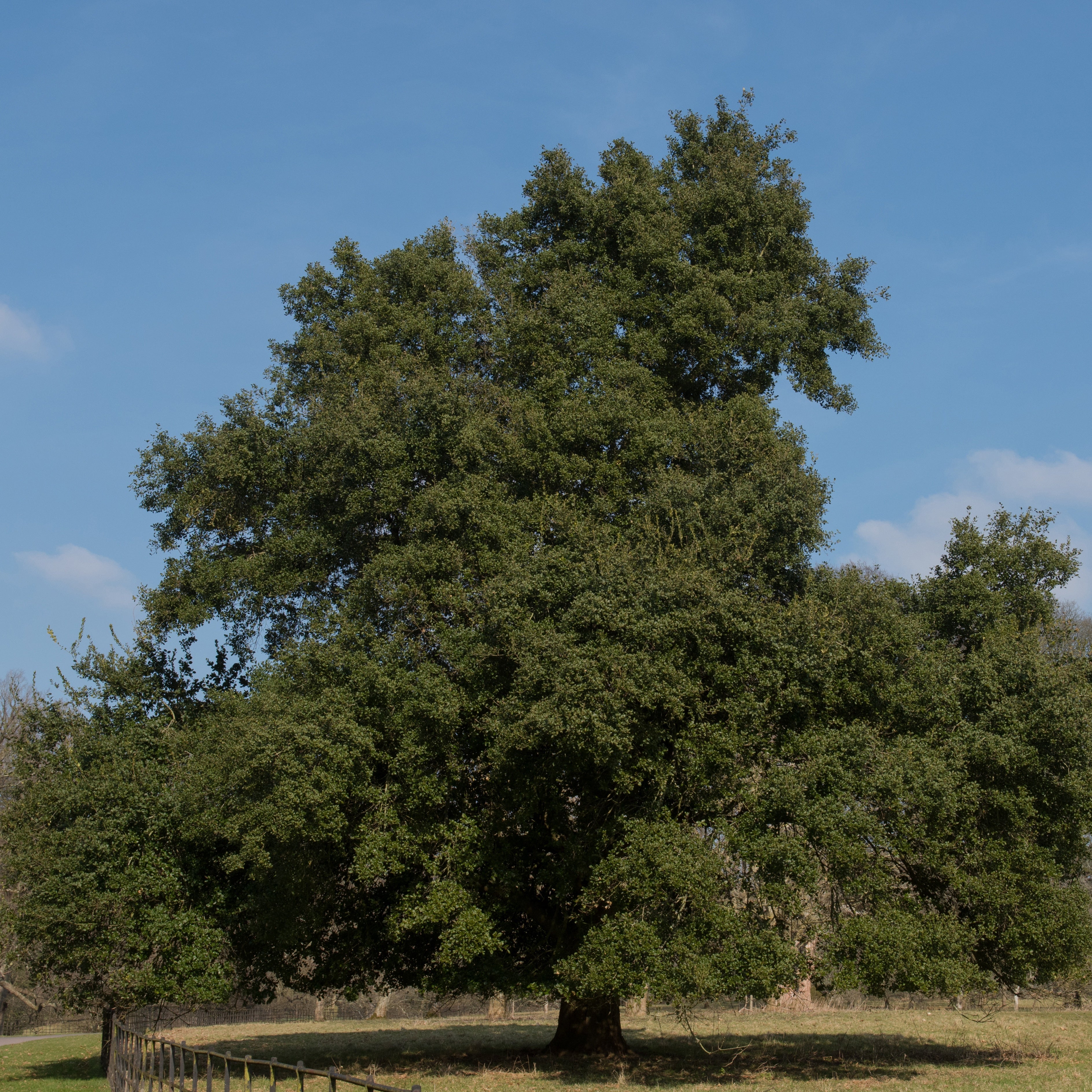 Bakker Chêne vert Quercus ilex arbre pot 3L 60-80cm persistant