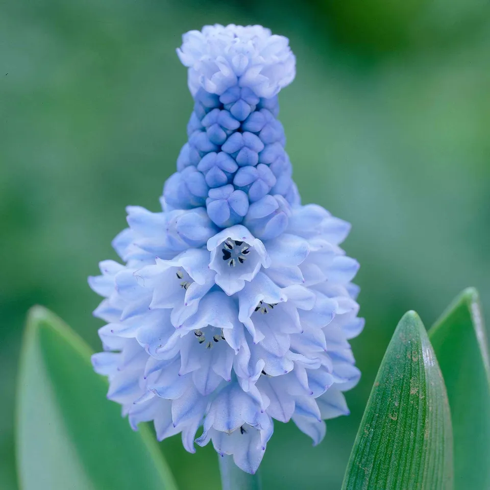 Bakker Muscaris azuré bulbes bleus sachet 15 printemps