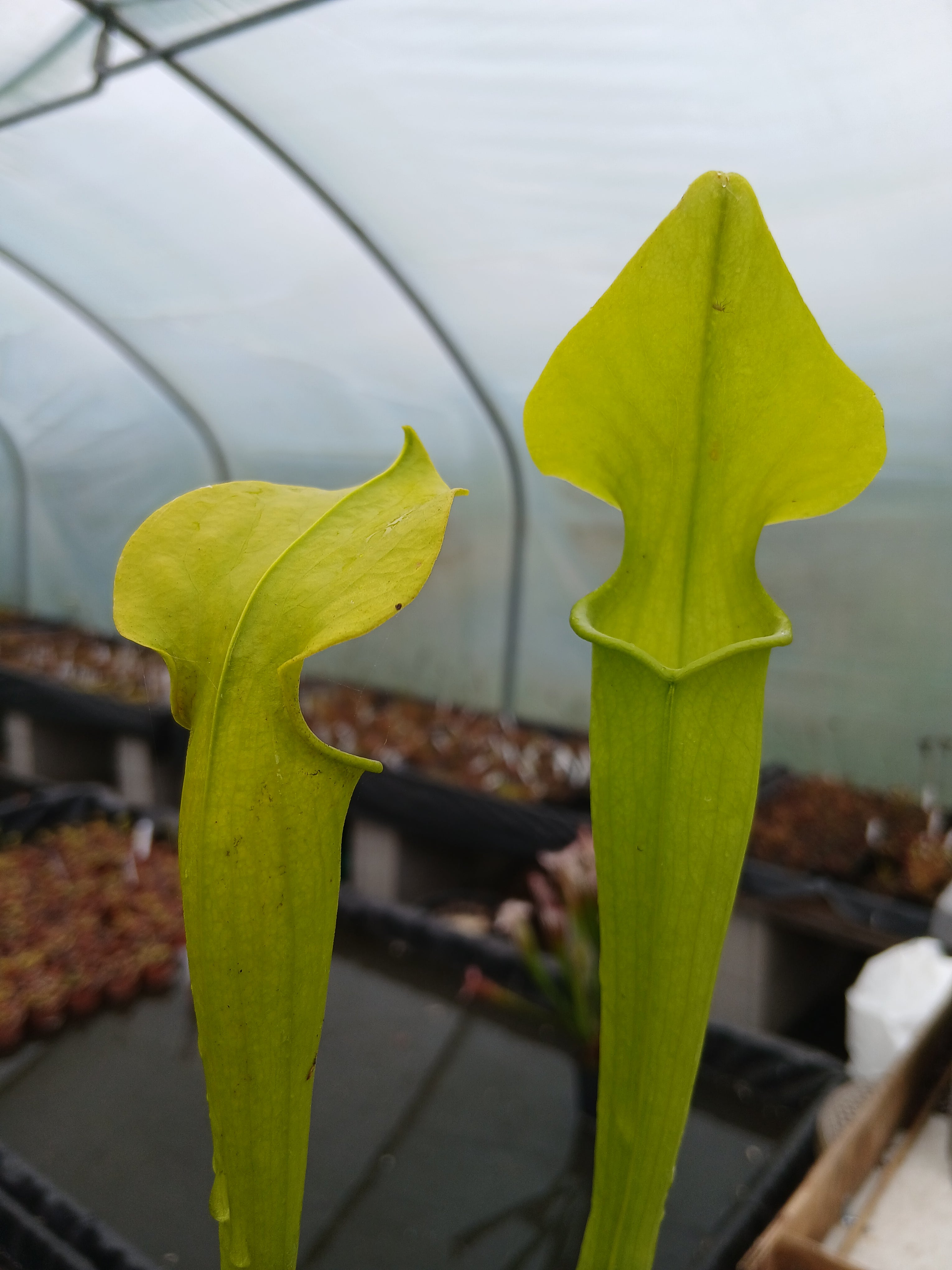 Carniflore Sarracenia rubra jonesii heterophylla plante carnivore 1 point