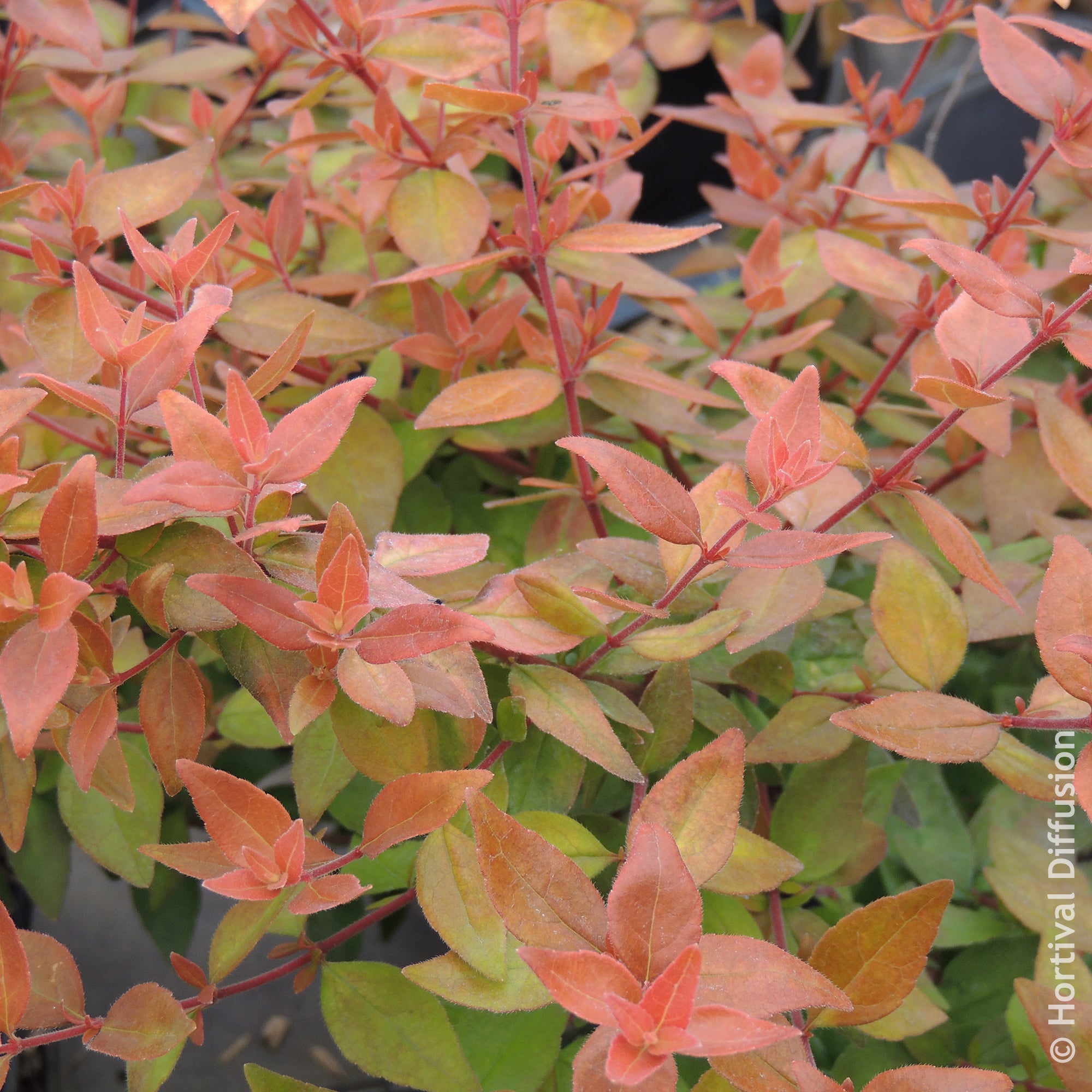 Bakker Abelia Caramel Charm arbuste pot 9cm feuillage doré