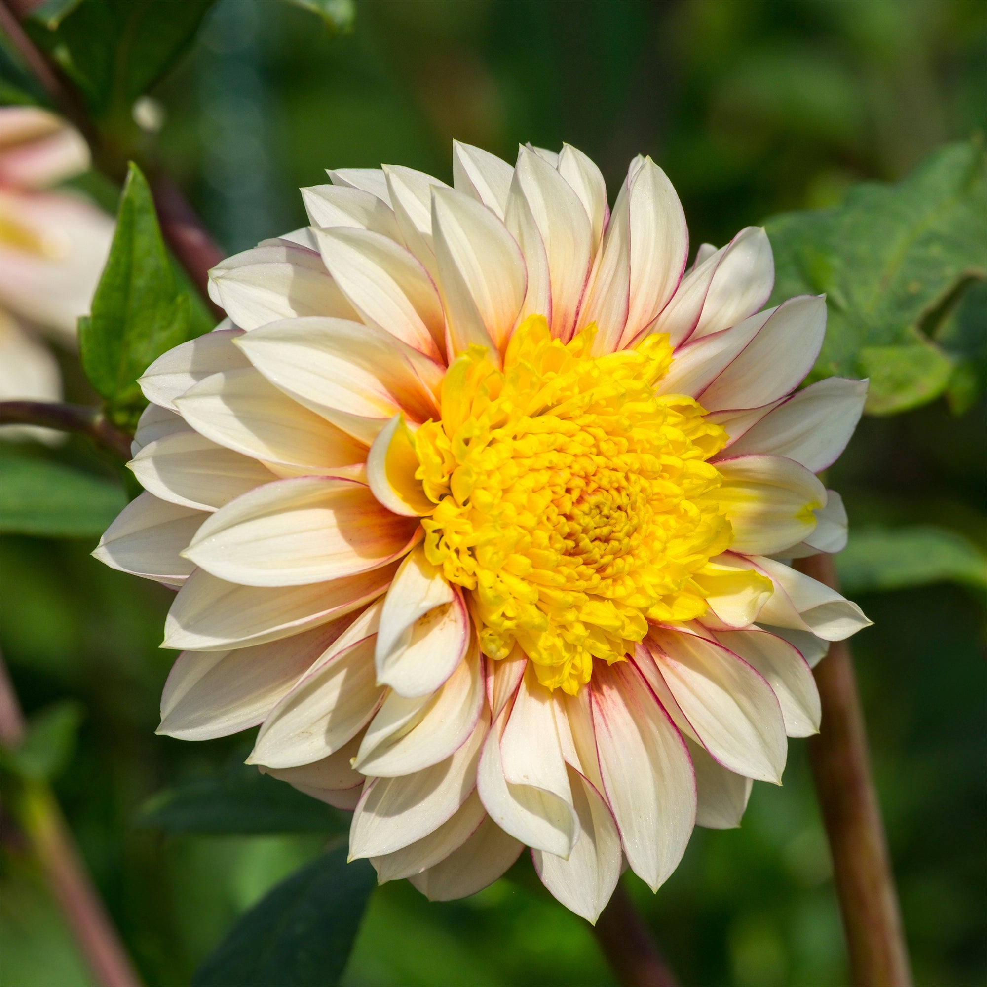 Bakker Bulbes Dahlia Polka dahlia sachet 1 bulbe jaune crème