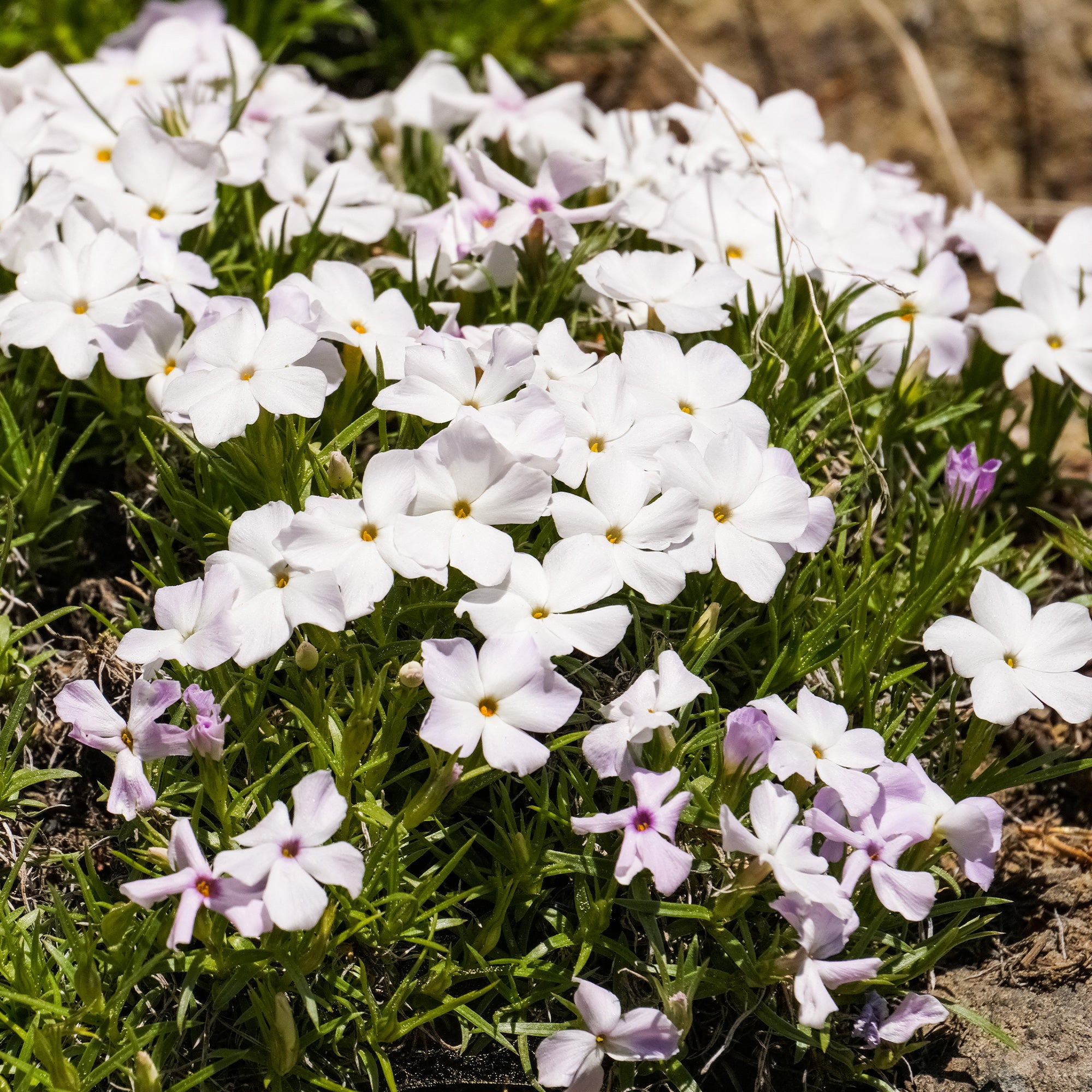 Bakker Phlox mousse blancs couvre-sol 3x 7cm avril-mai