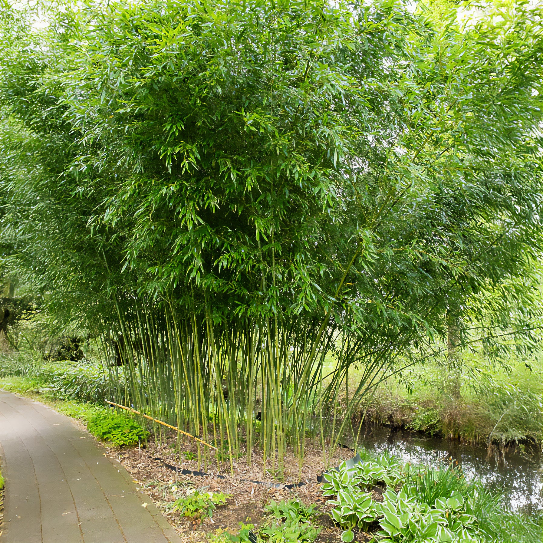 Bakker Phyllostachys bissetii bambou pot 2L 40-50cm rustique