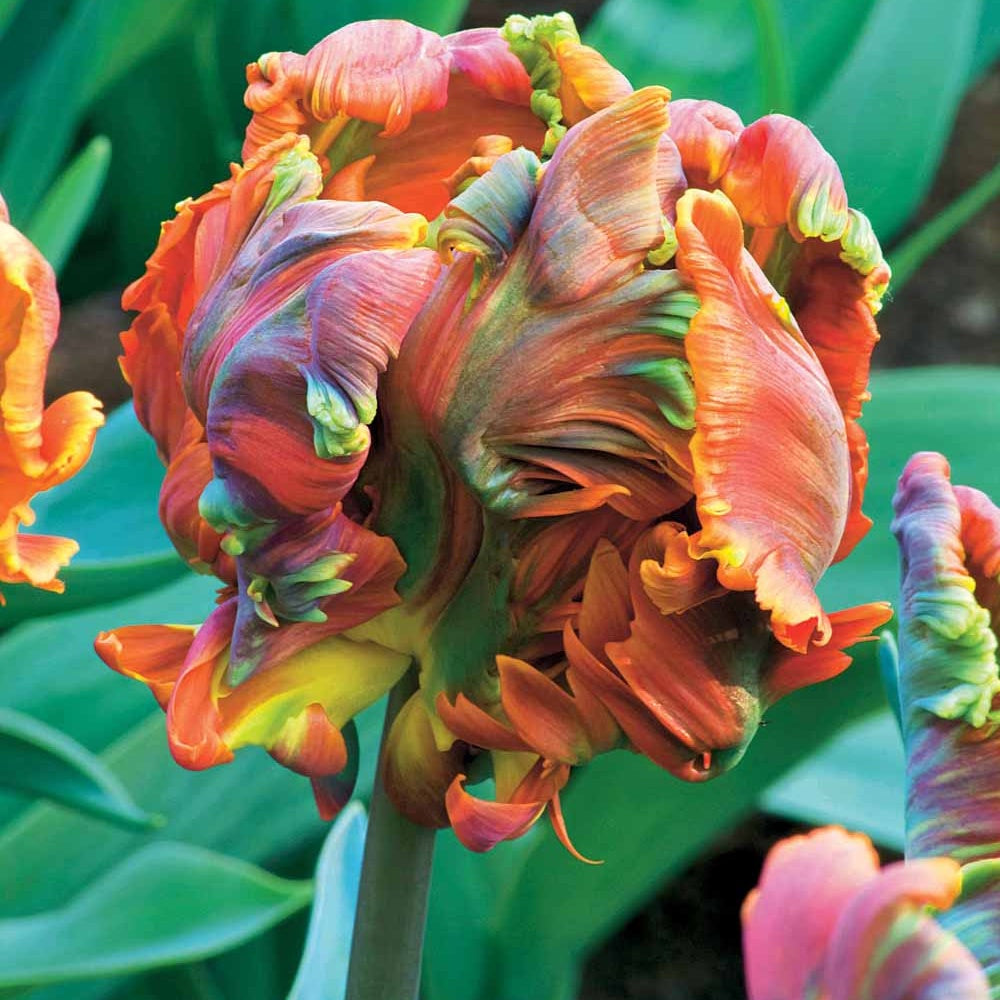 Bakker Blumex tulipe perroquet 6 bulbes multicolore