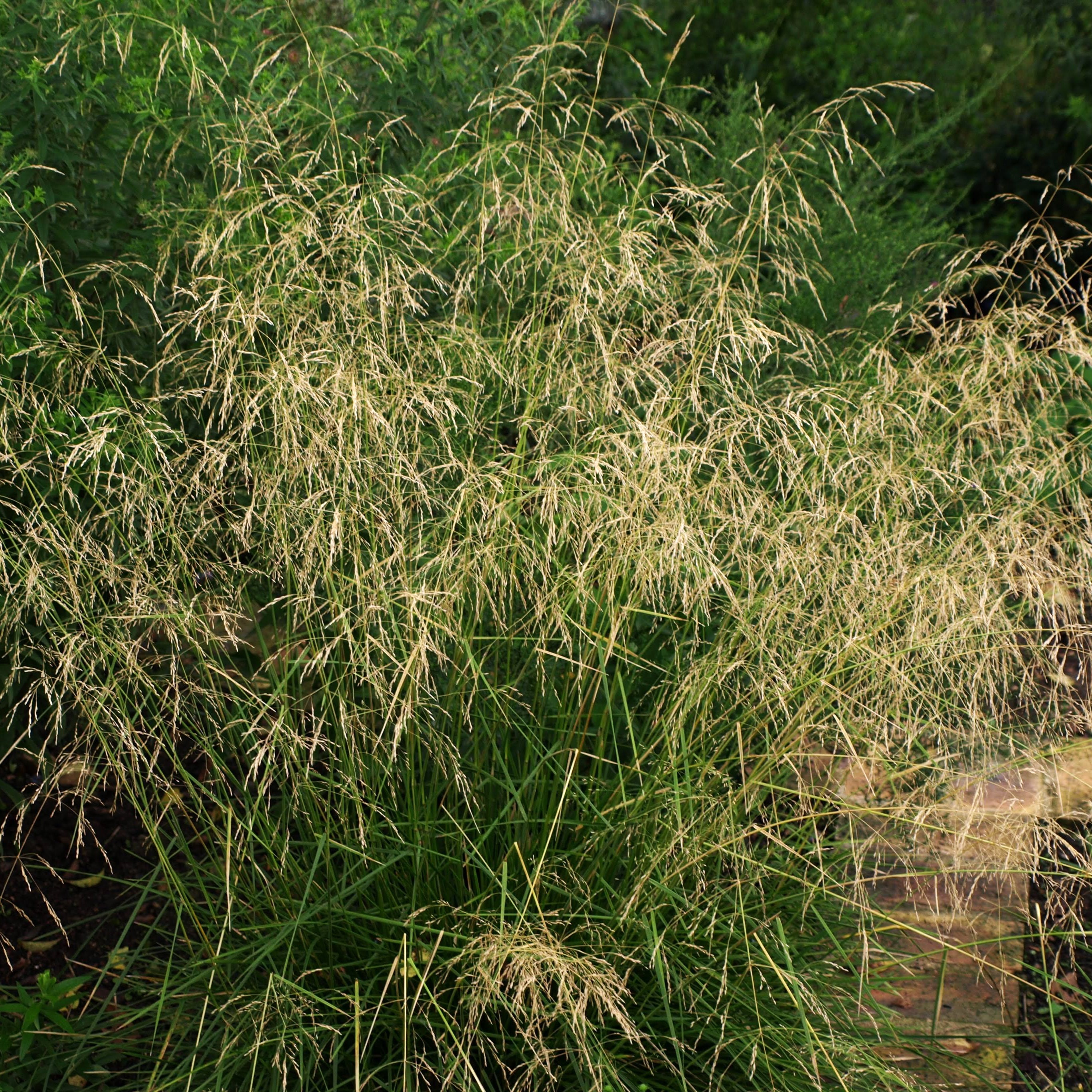 Passion Vivaces Deschampsia graminée godet panicule vaporeuse
