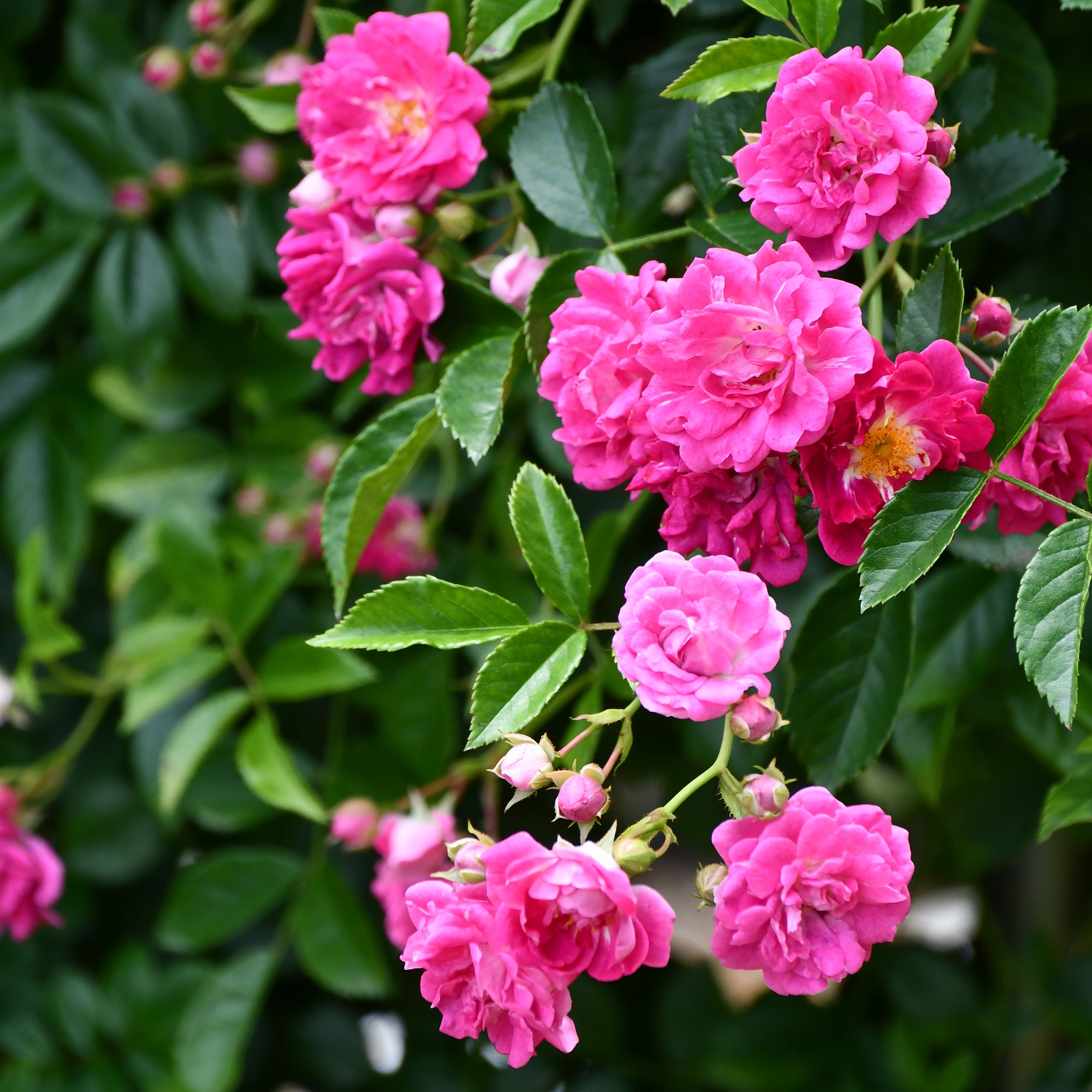 Bakker Rosiers Astrid Gräfin von Hardenberg rosier pot 4L rouge parfumé