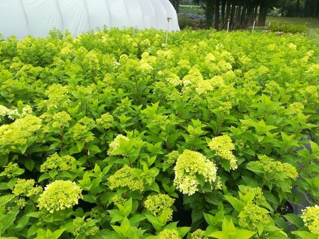Les Hortensias du Haut Bois Lime Light hortensia panicule vert