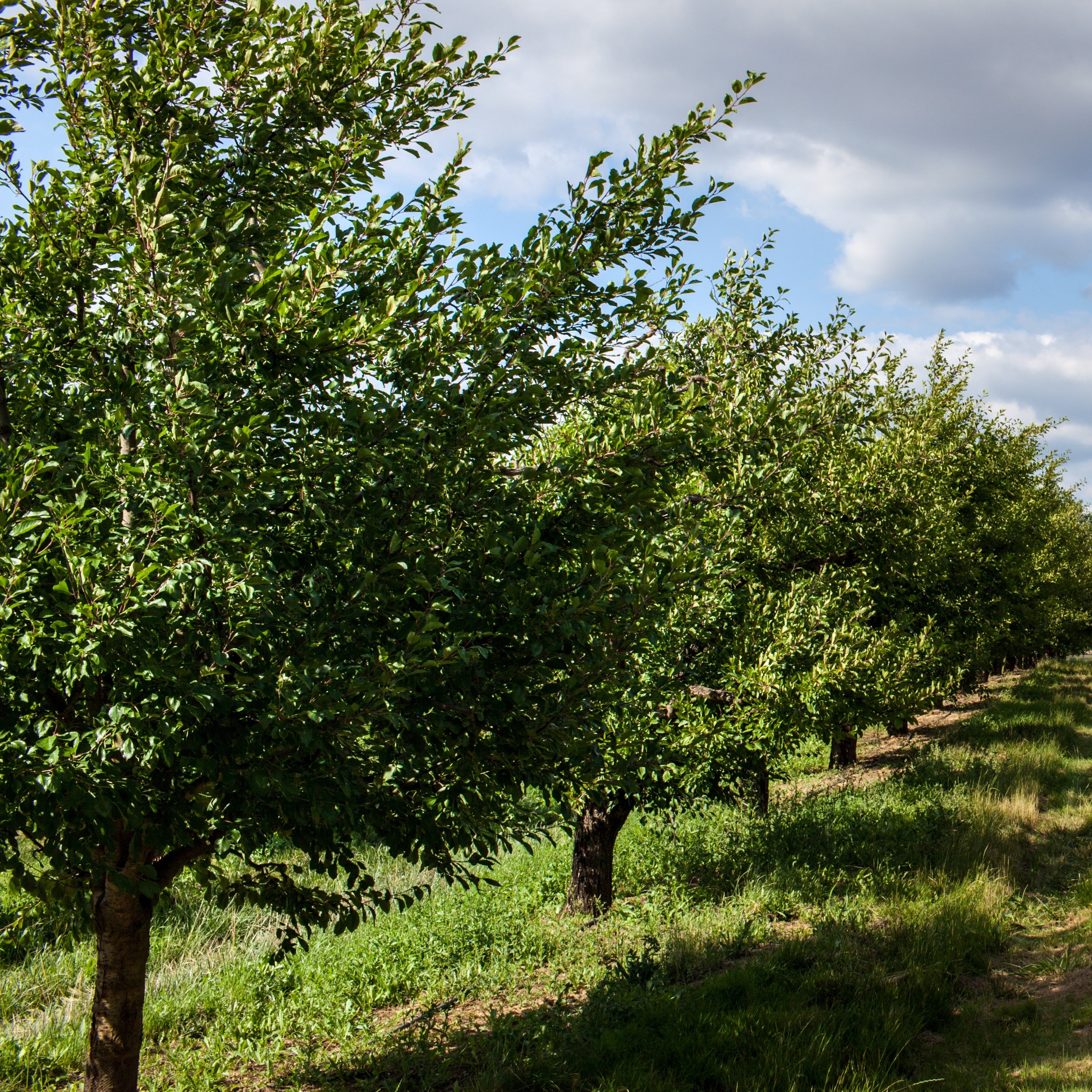 Bakker Fruitiers Prunier Président arbre fruitier motte scion 80-100cm