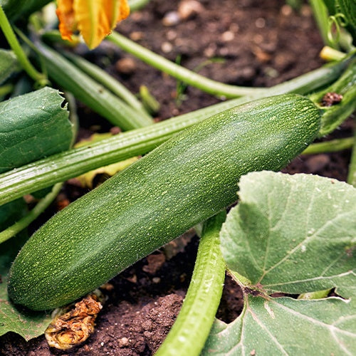 Bakker Storr's Green F1 courgette sachet 5 graines