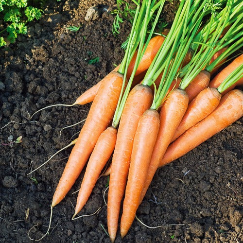 Bakker Collection 7 sachets graines potager tomates radis