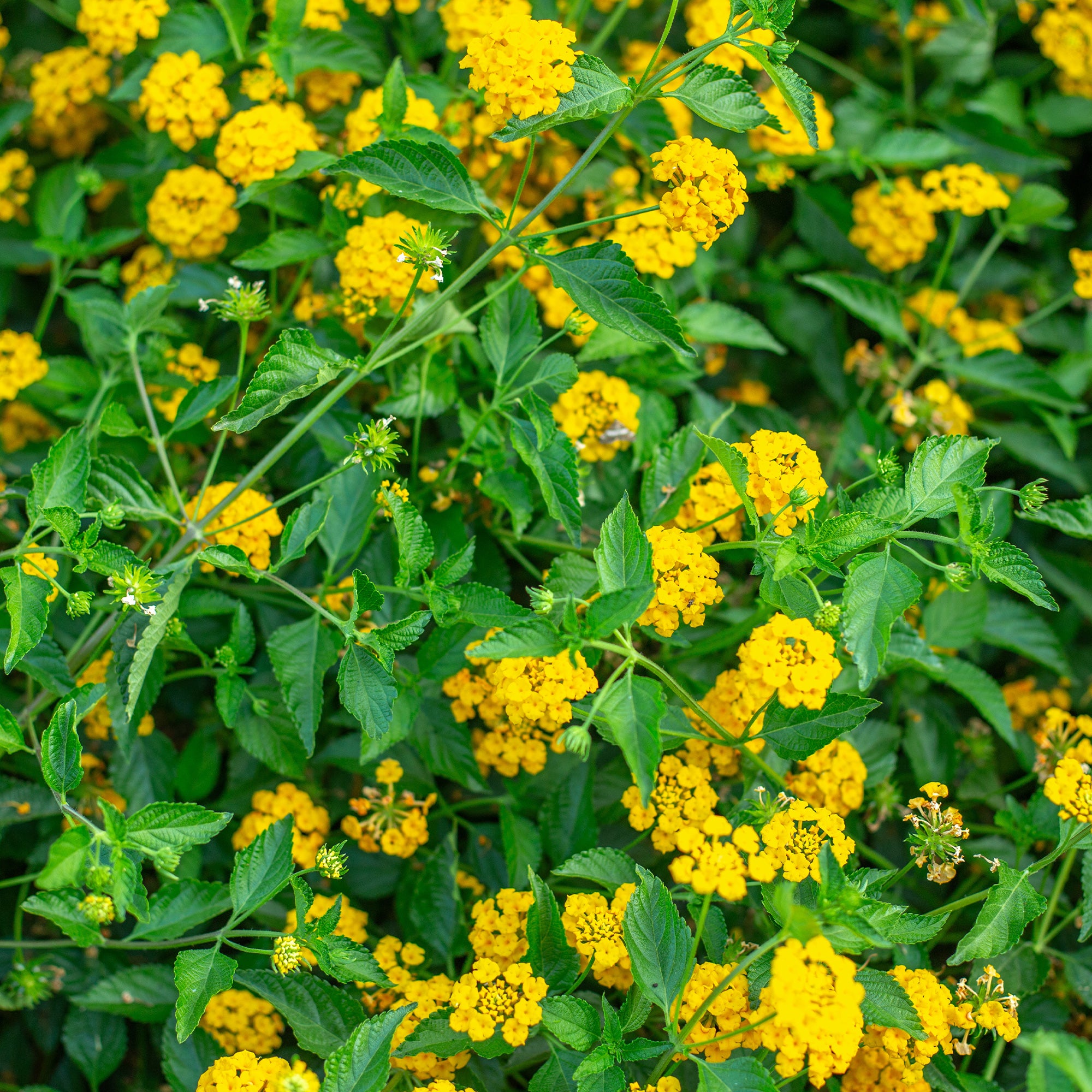 Bakker Lantana jaune plante terrasse pot Ø10,5 cm soleil