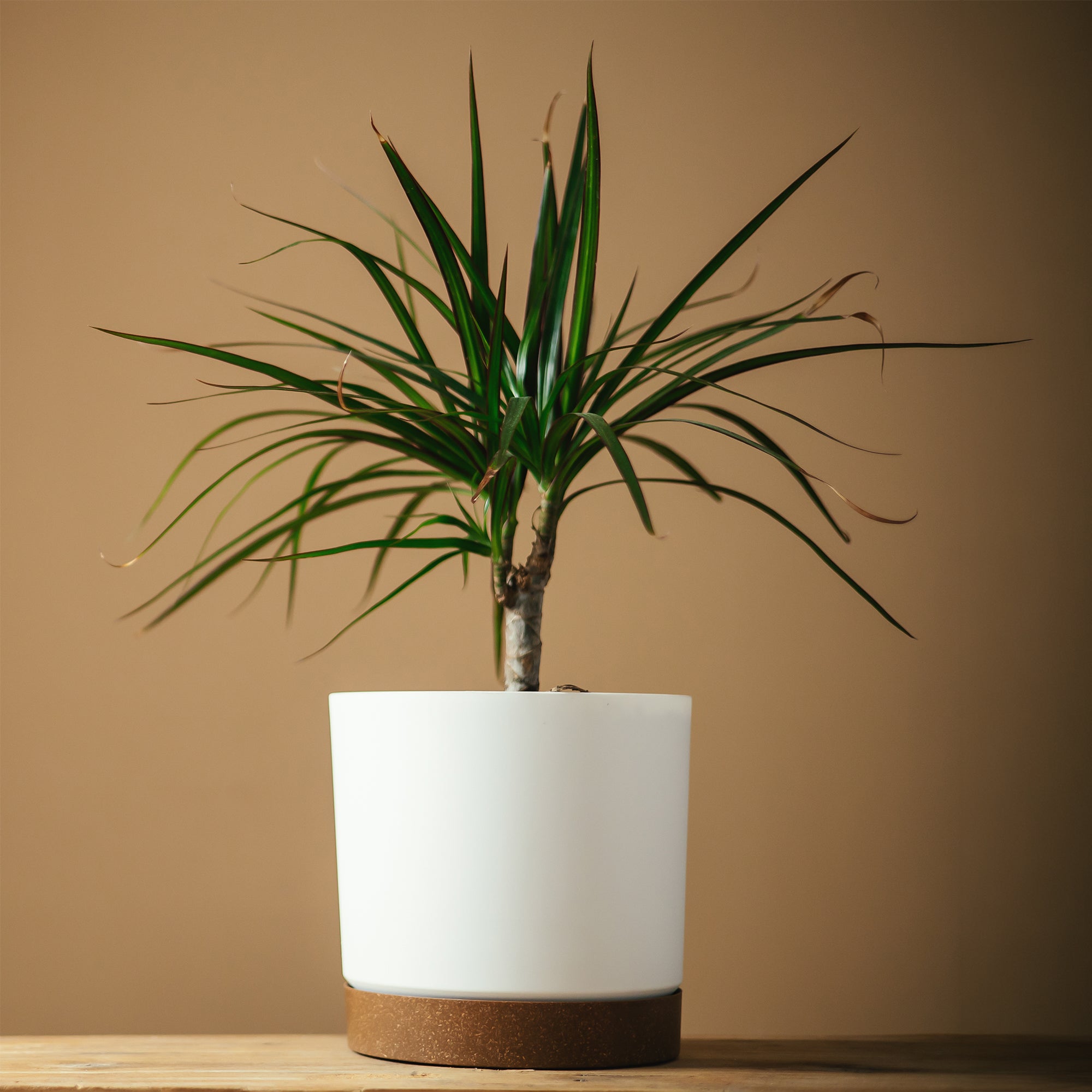 Bakker Dracaena marginata mini plante verte pot Ø 12cm