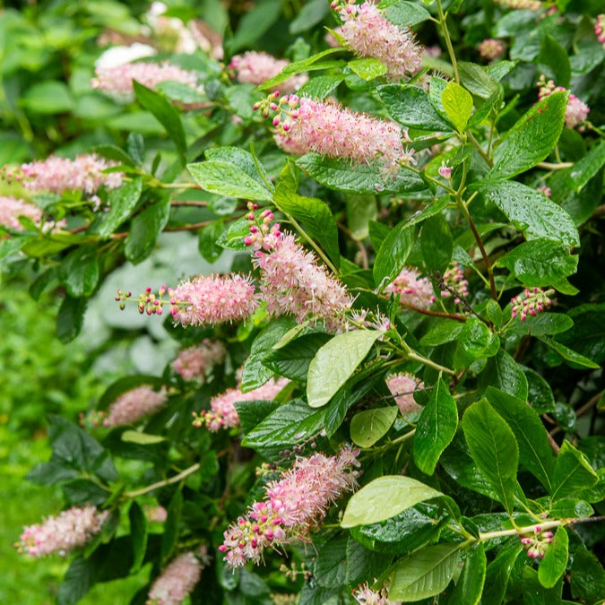 Bakker Clethra Flèche rose arbuste pot Ø 9cm rose parfumé
