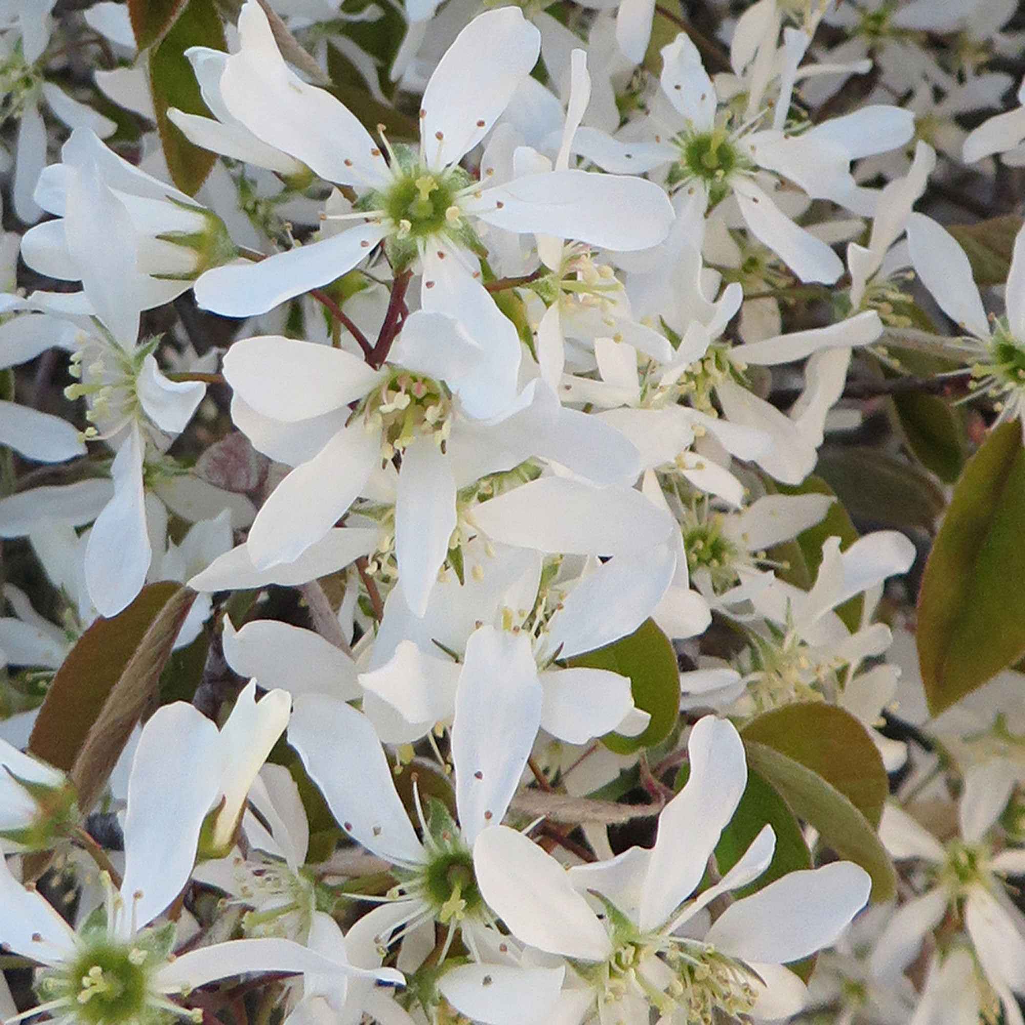 Bakker Amélanchier de Lamarck arbuste pot 2L fleur blanche