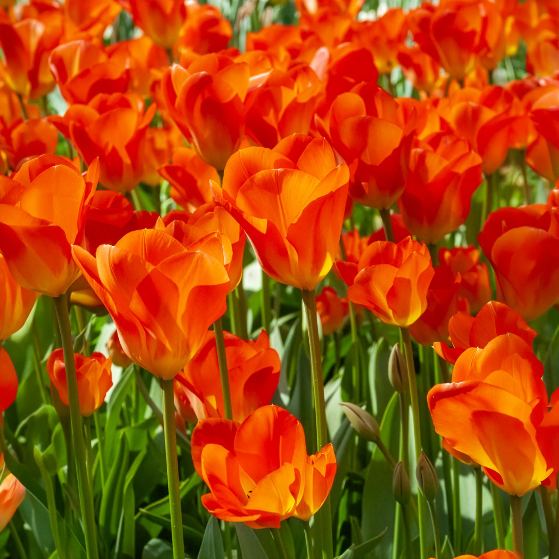 Bakker Bulbes printemps jaune orange sachet 24 floraison