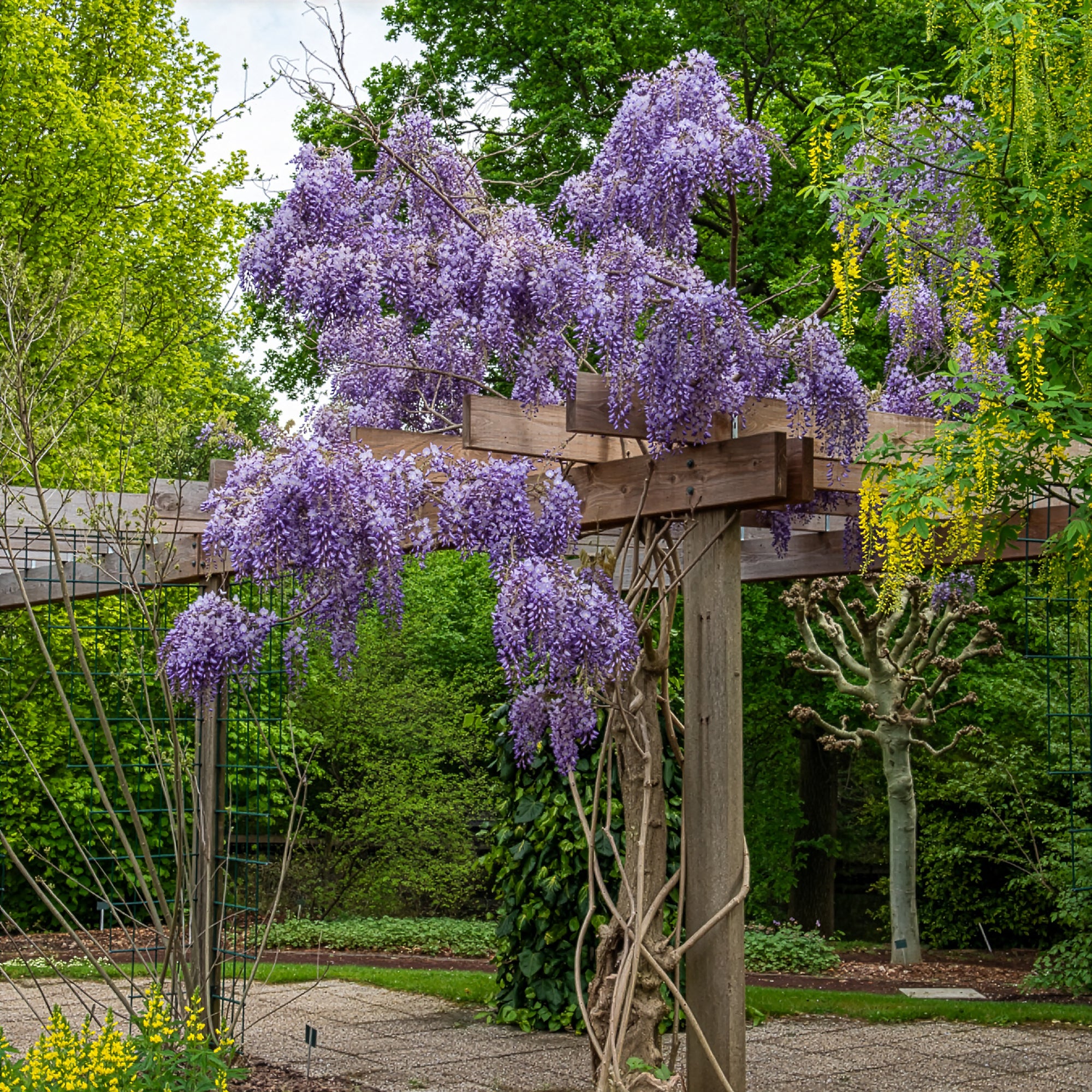 Bakker Glycine Prolific grimpante pot 2L 40-50cm violette