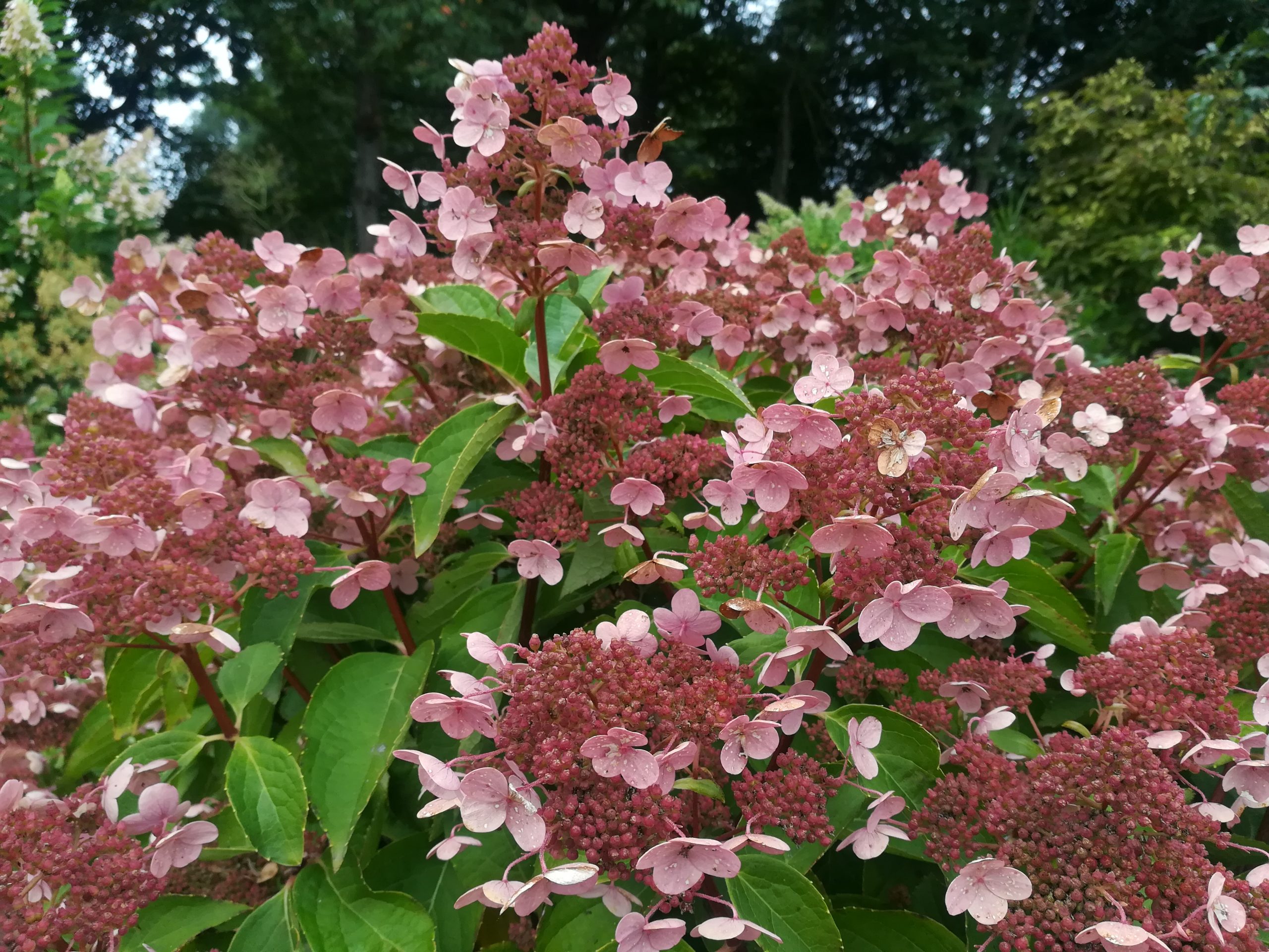 Les Hortensias du Haut Bois Dharuma hortensia paniculata godet soleil
