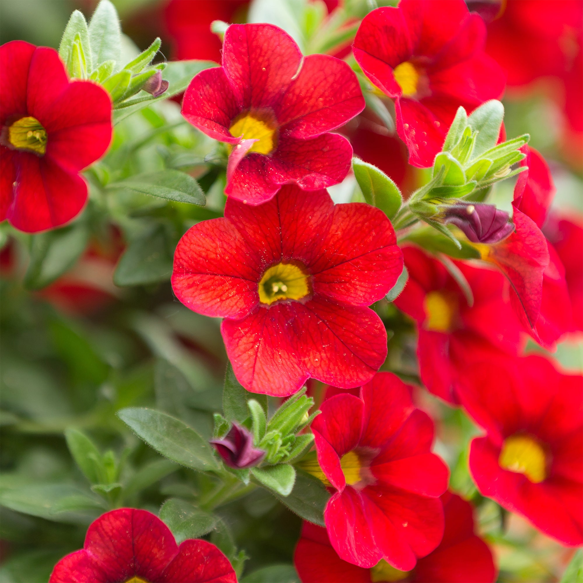 Bakker Calibrachoa mini-pétunia rouges 3 pots 10,5cm