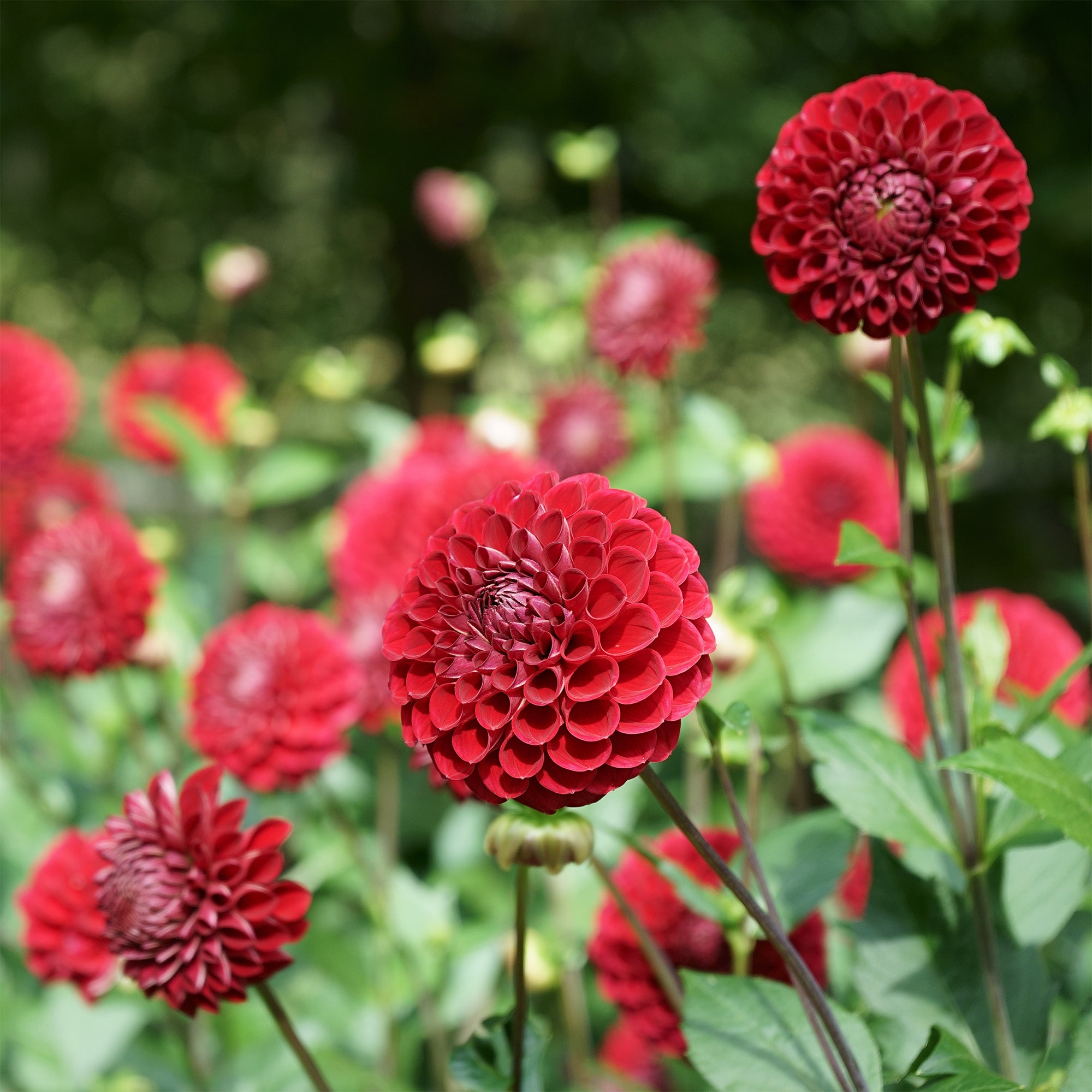 Bakker Cornel dahlia Ball bulbe I rouge 110cm