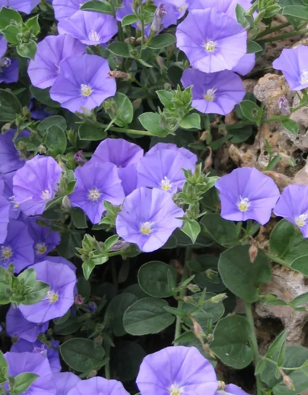 Pépinières Ripoche Convolvulus Mauritanicus arbuste bleu