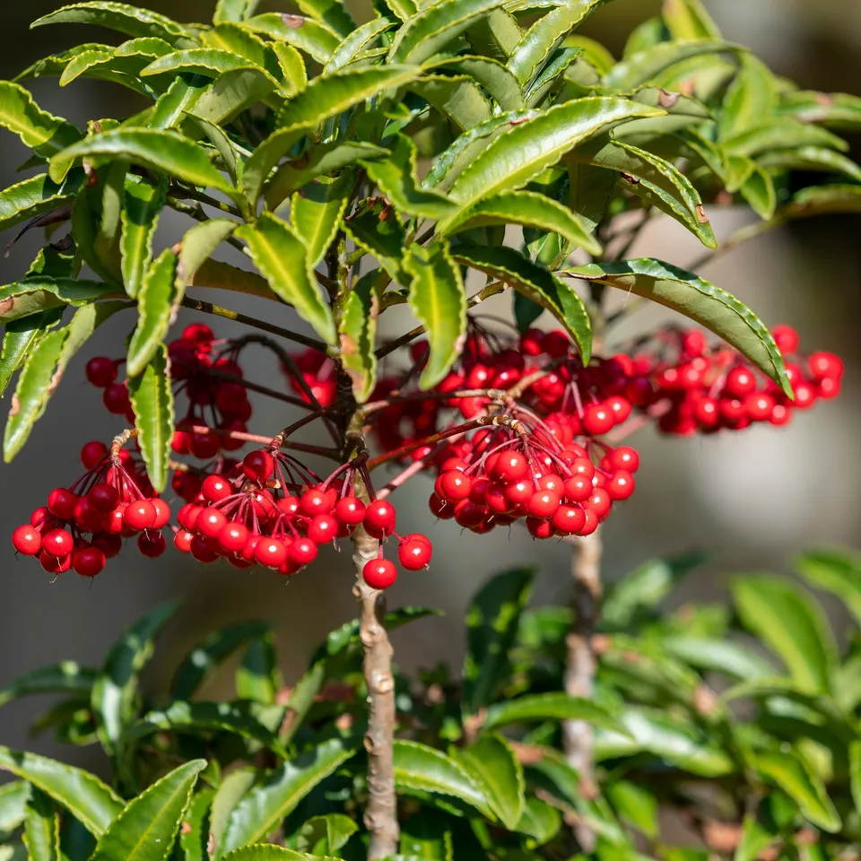 Bakker Bois de Noël Ardisia crenata plante d'intérieur pot Ø14cm baies rouges