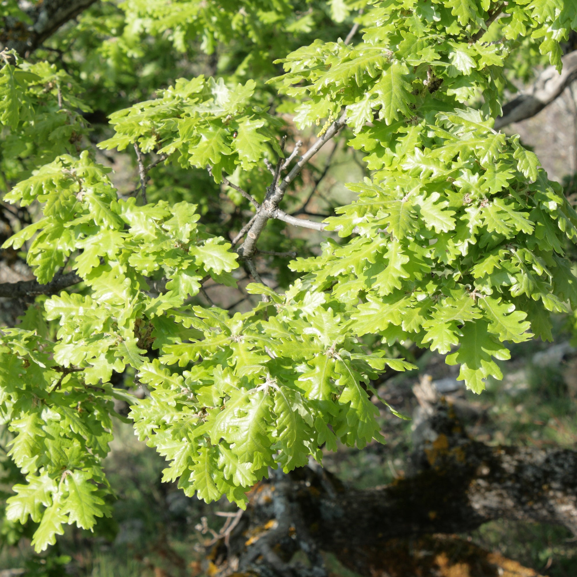 Bakker Arbres Chêne pubescent Quercus pot 9cm soleil sec