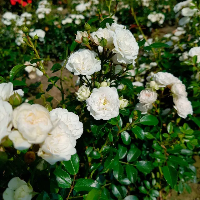 Bakker Rosiers Crystal Fairy rosier couvre-sol pot 3L fleurs blanches