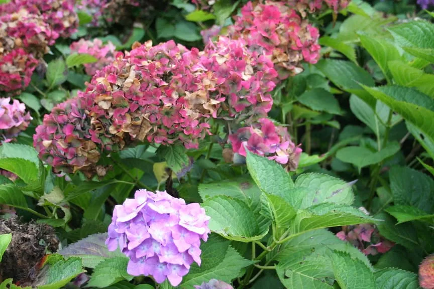 Les Hortensias du Haut Bois Deutschland hortensia pot 3L