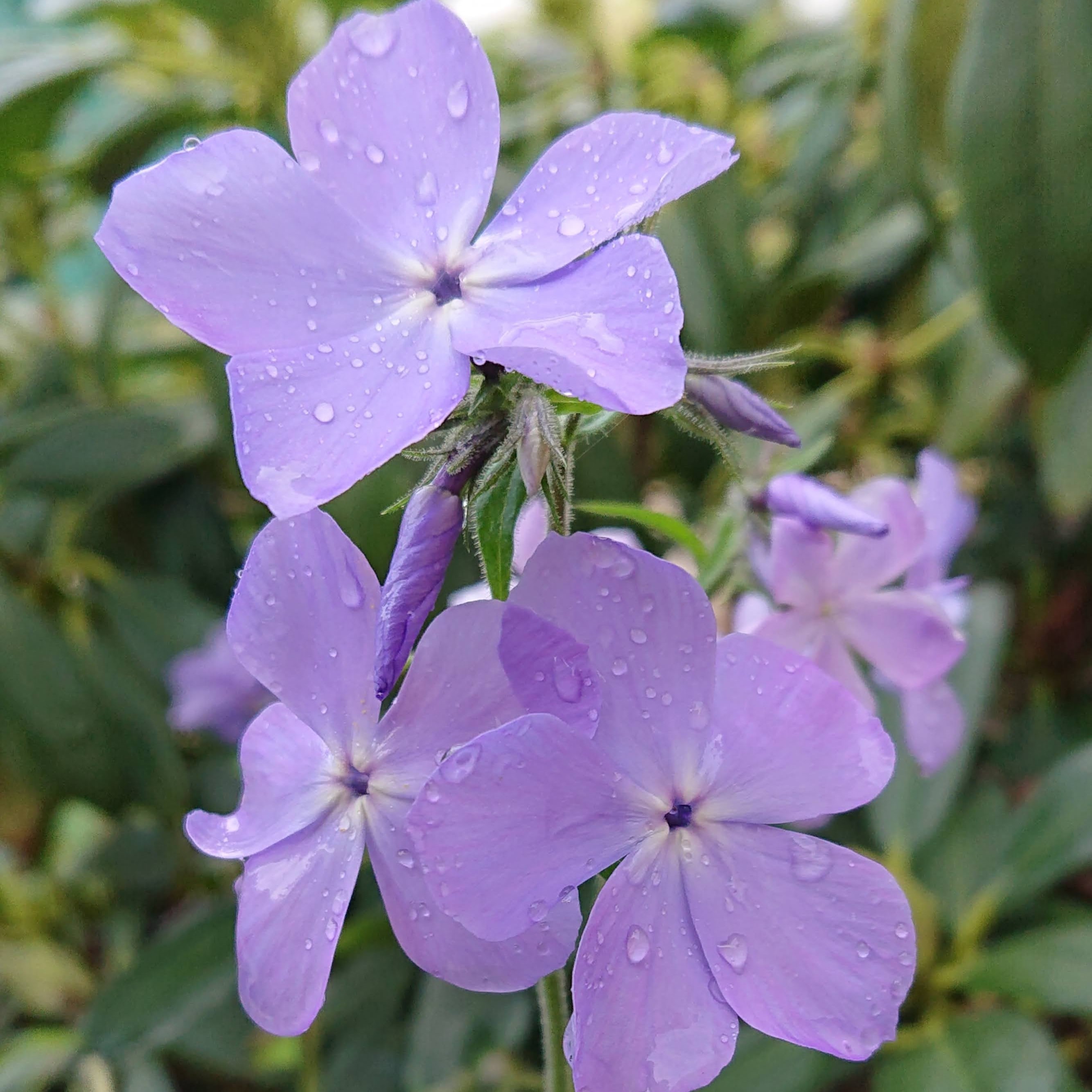 Passion Vivaces Phlox Blue Moon phlox bleu ciel parfumé