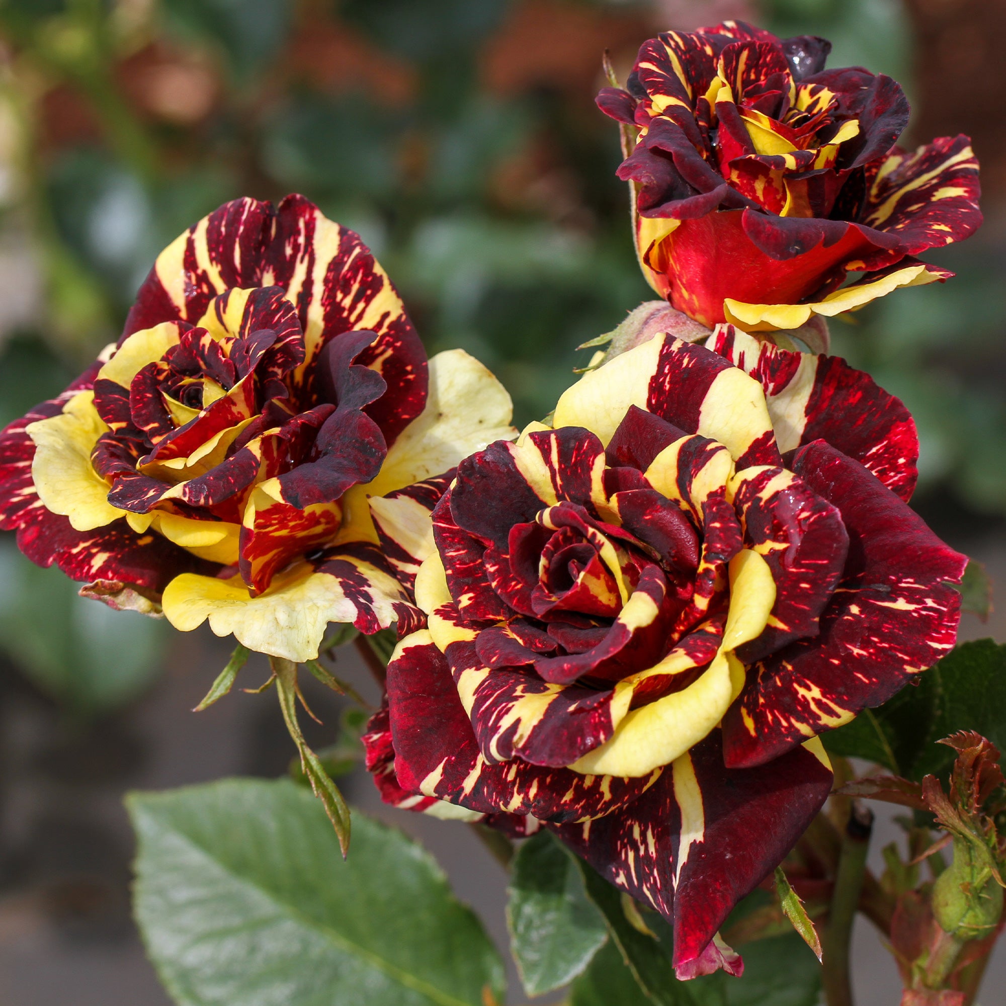 Bakker Rosier Abracadabra Koramsaro buisson multicolore 3L