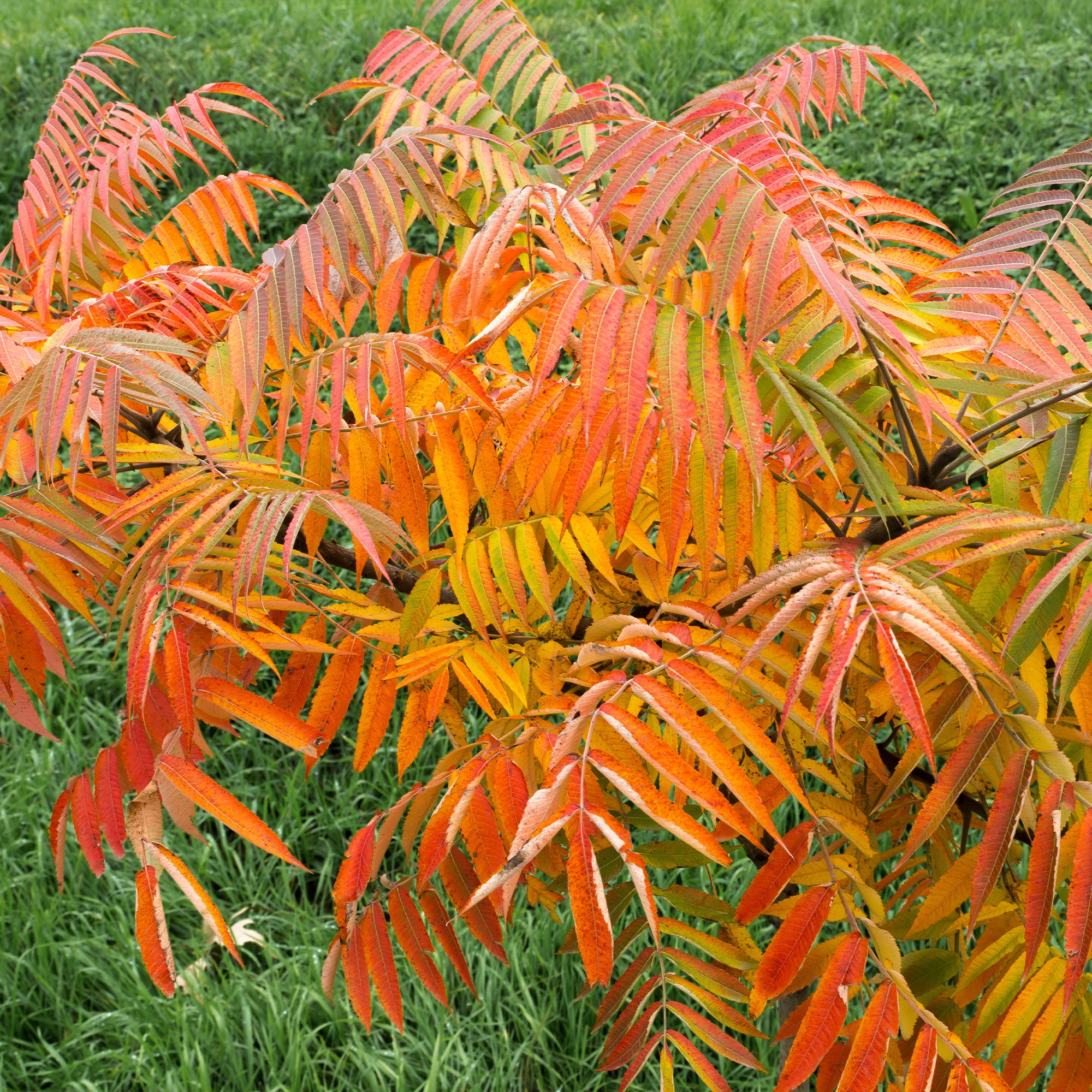 Bakker Sumac de Virginie arbuste pot 5L feuillage automne